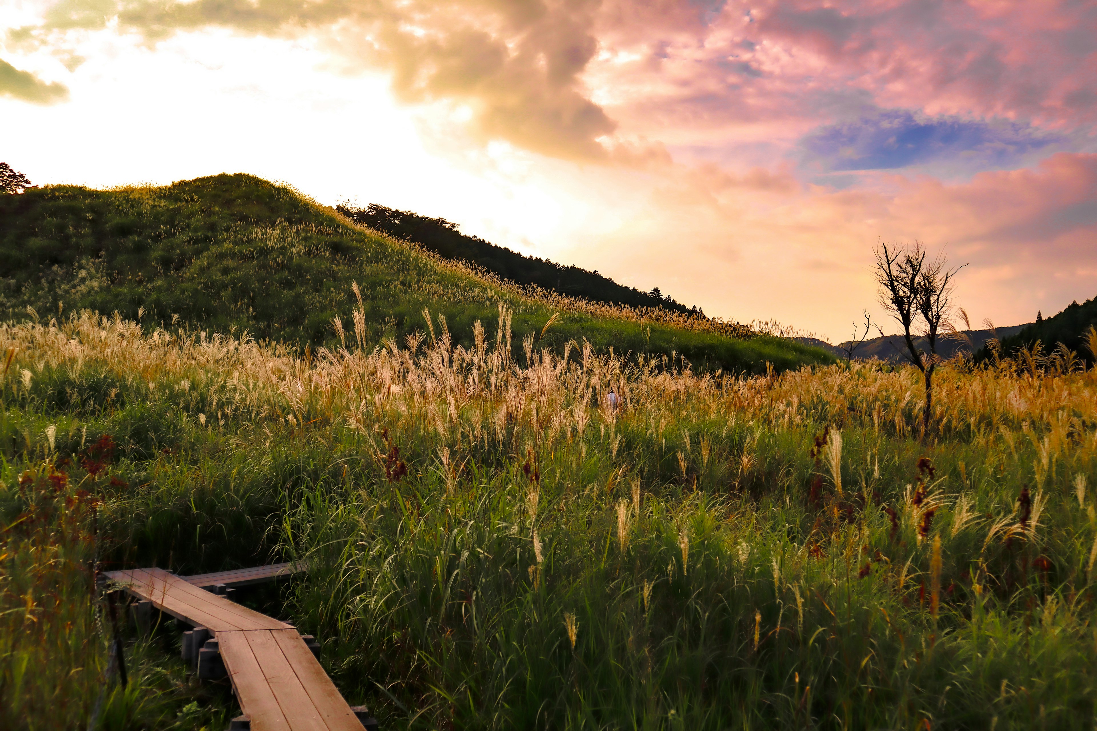 Vue pittoresque d'une prairie avec un chemin en bois sous un ciel de coucher de soleil