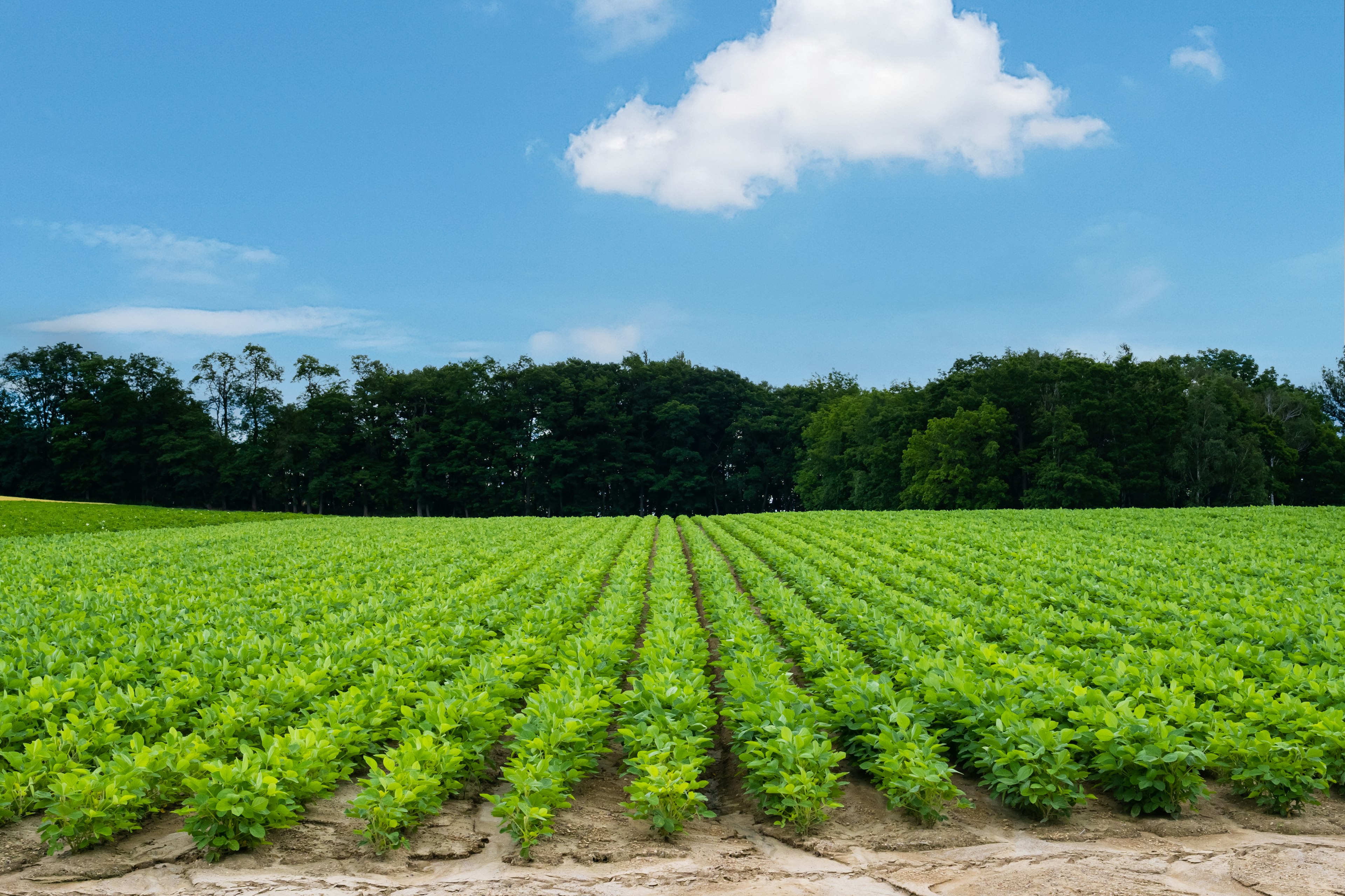 Lush green crop field under a clear blue sky