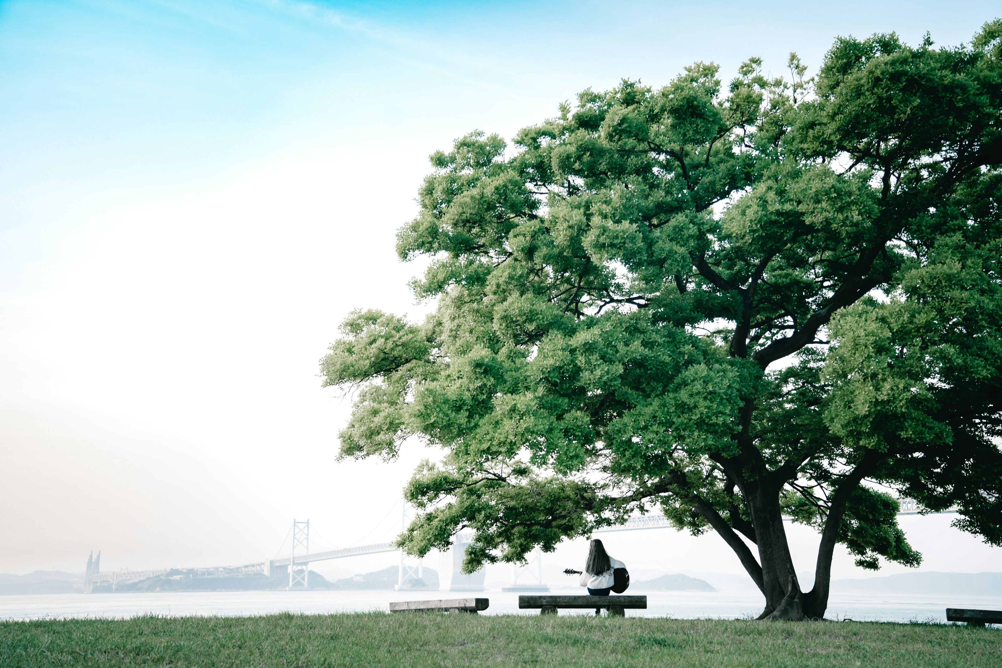 Ein großer grüner Baum mit einer Person, die am Wasser sitzt