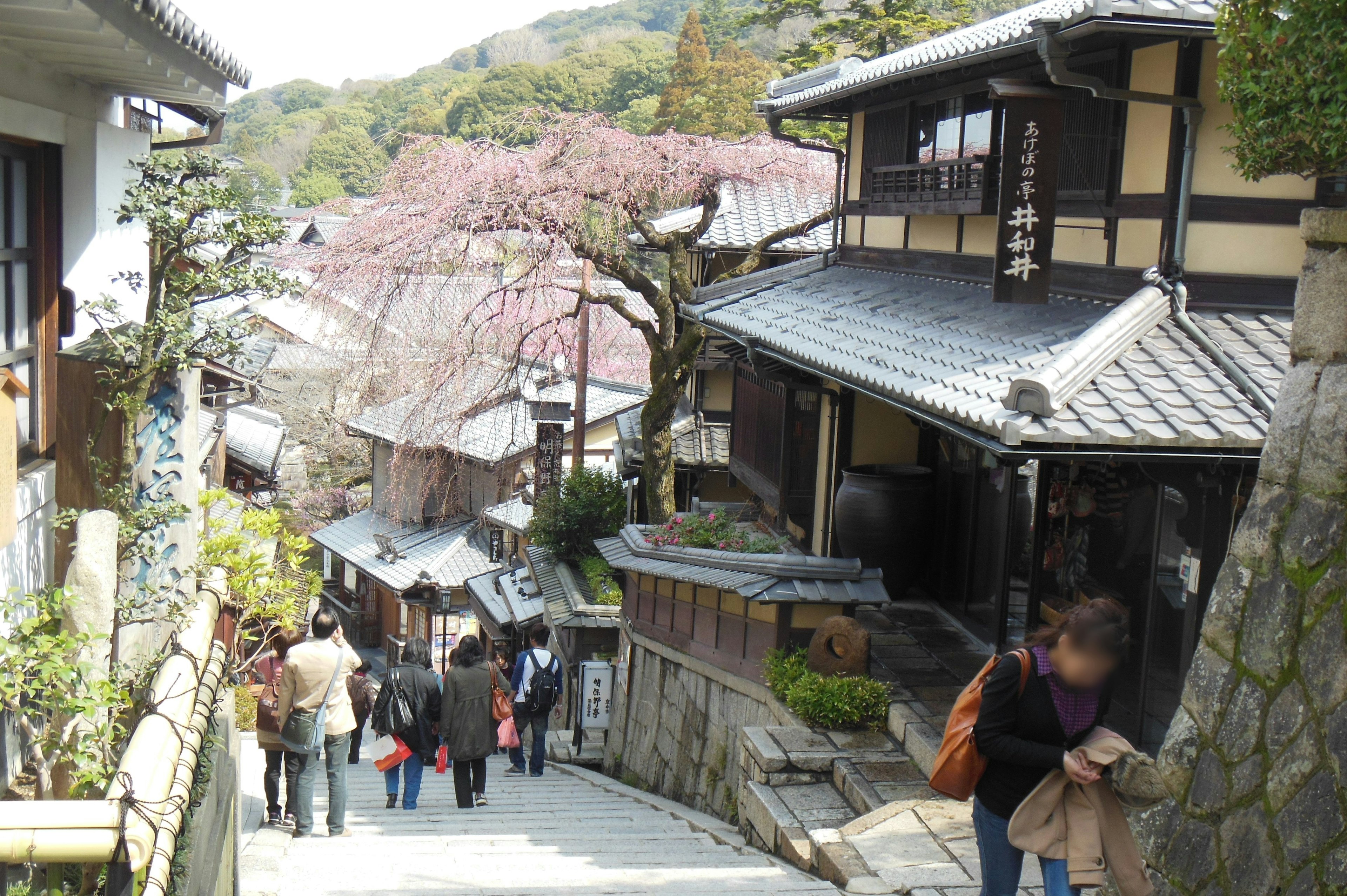 People walking in an old street with cherry blossom trees