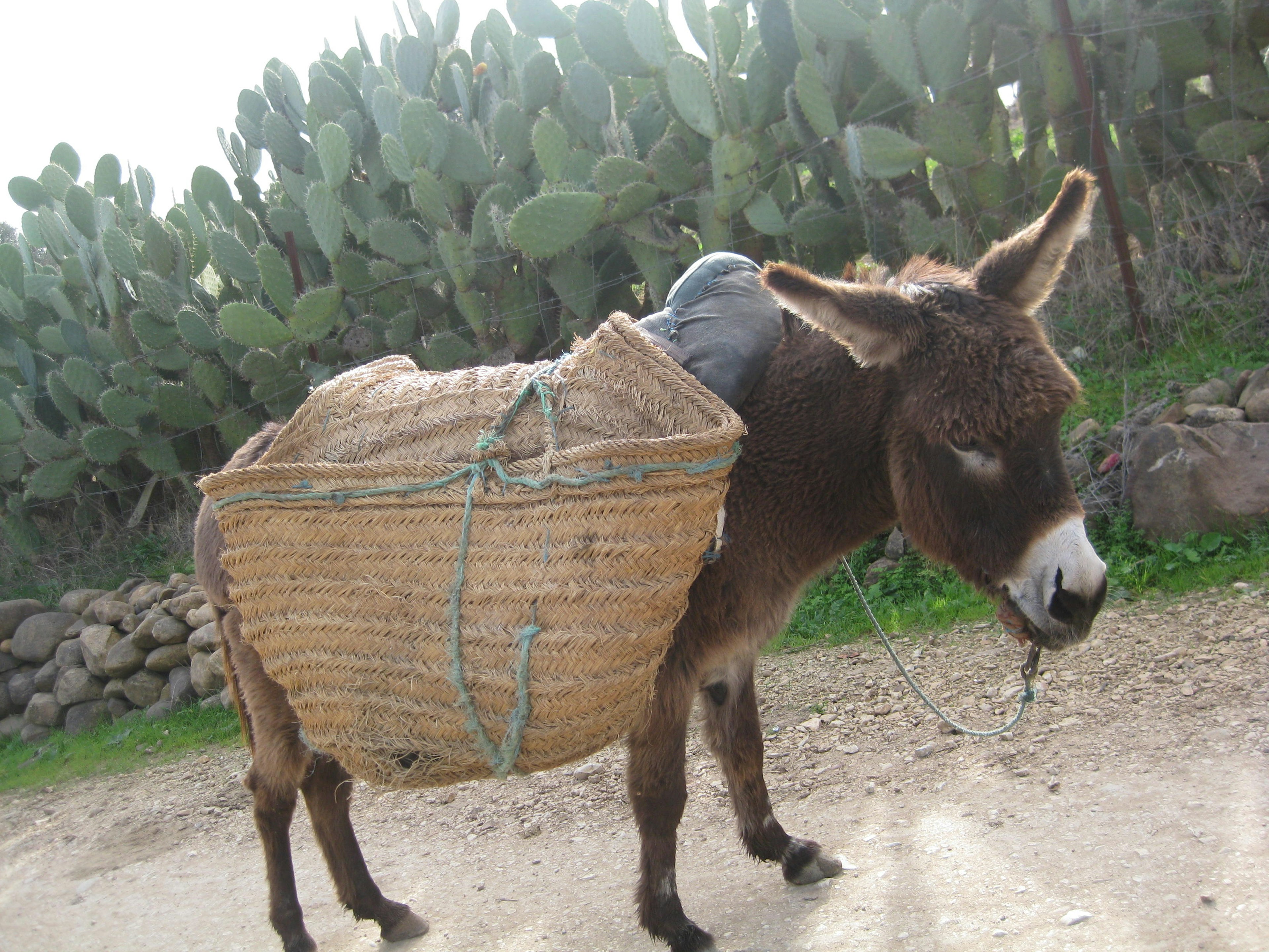 A donkey carrying a woven basket on its back walking along a path with cacti in the background