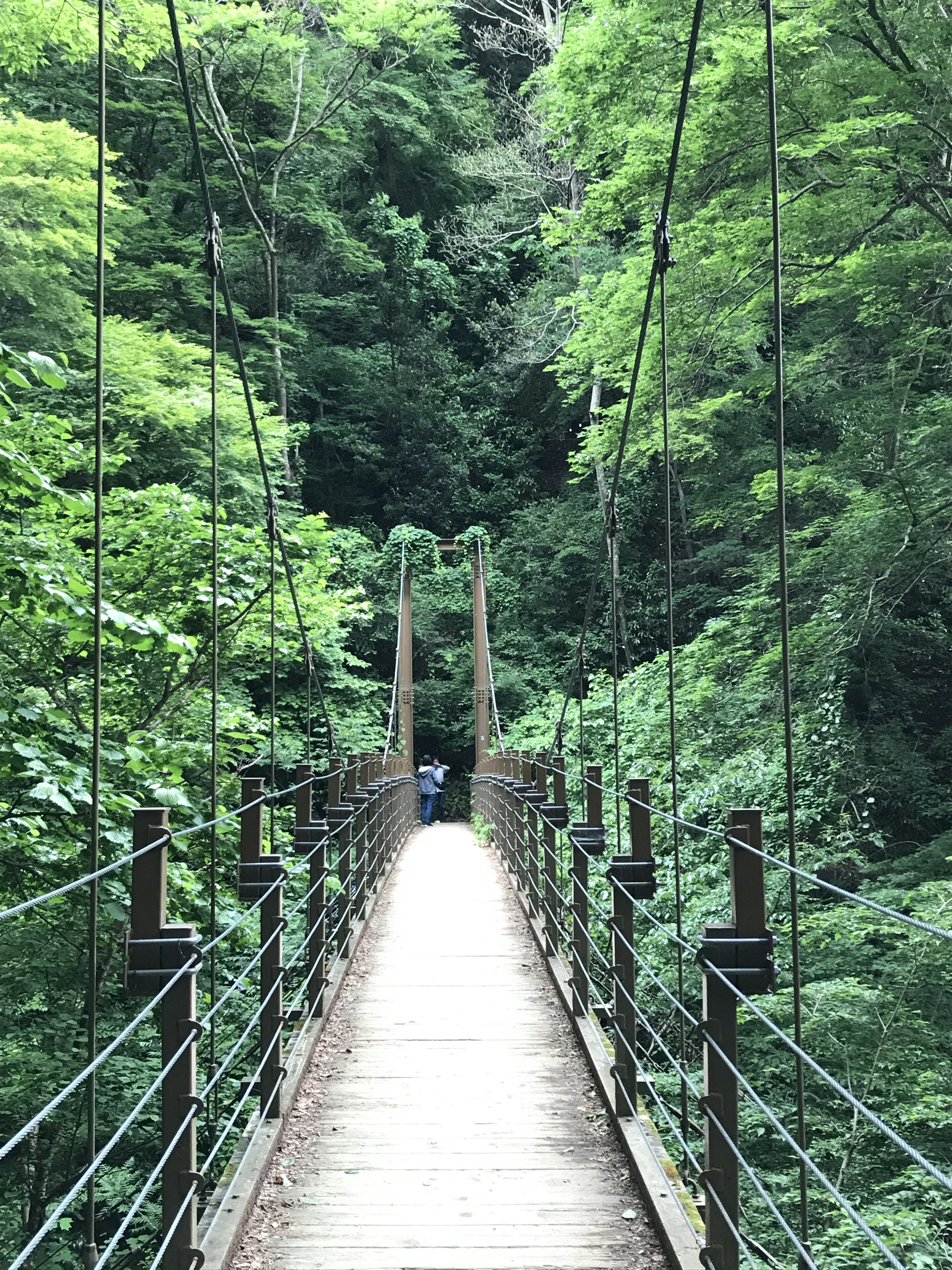 Suspension bridge surrounded by lush green trees