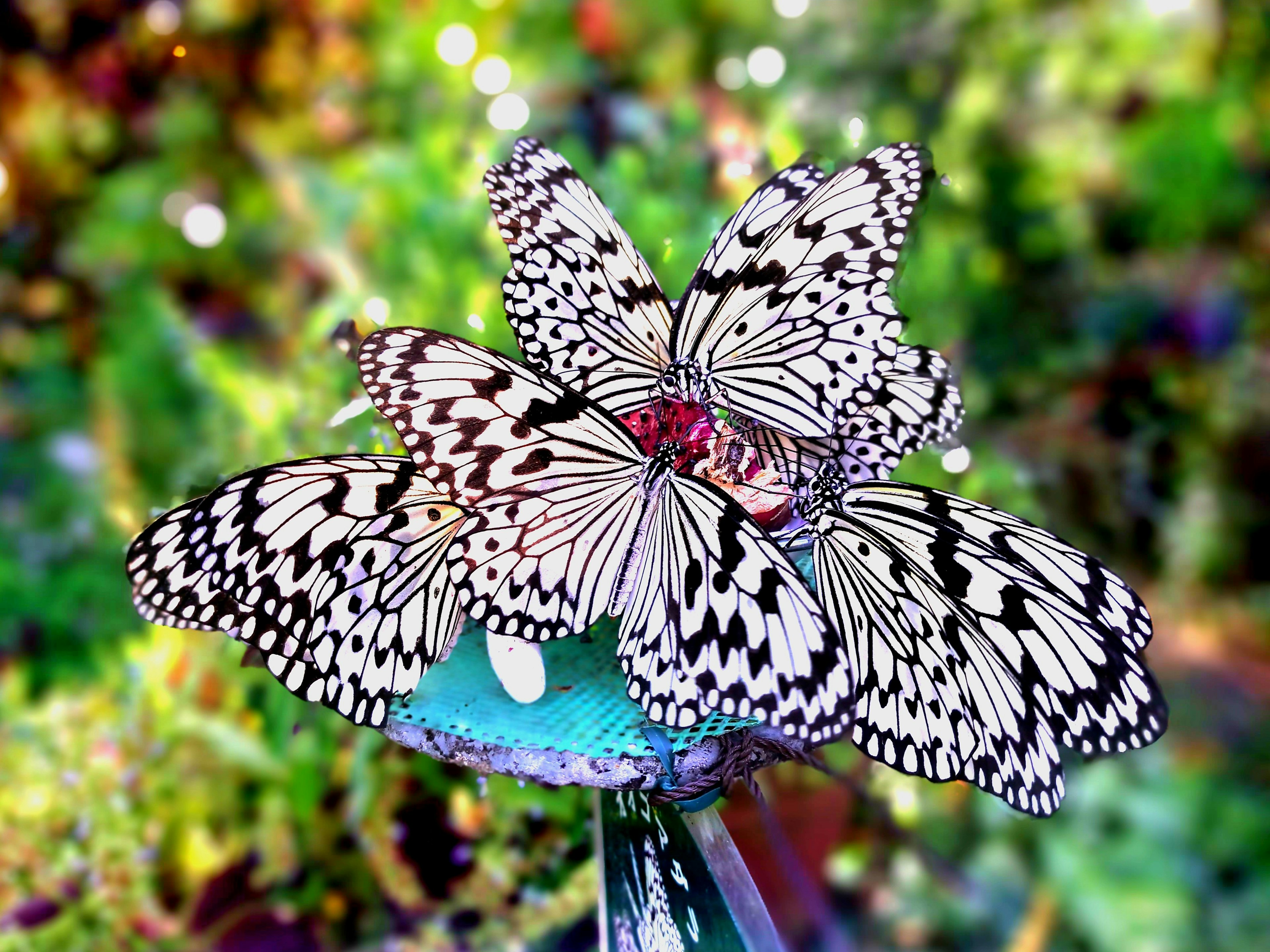 Une belle scène de papillons noirs et blancs rassemblés sur une fleur