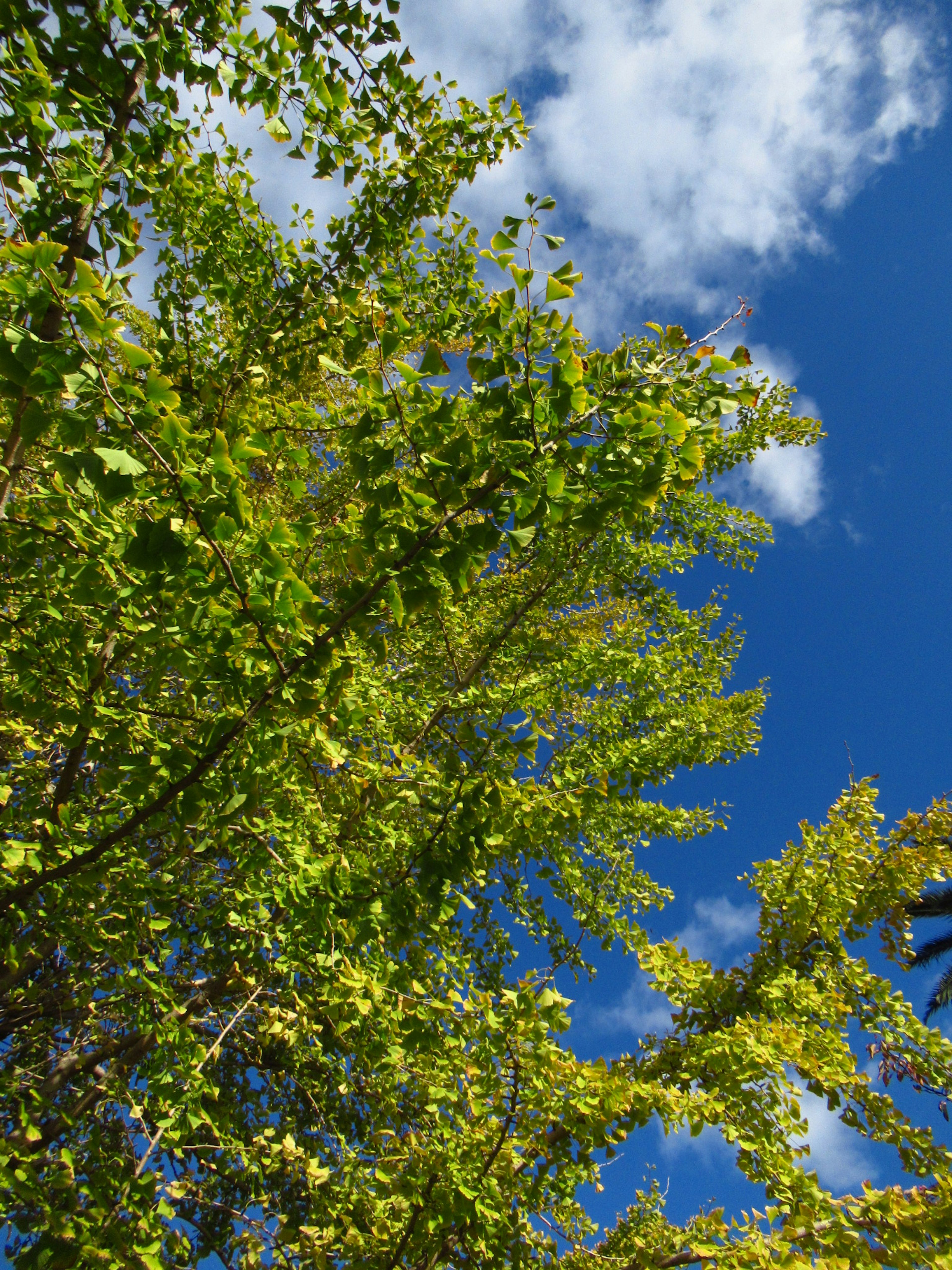 Hojas verdes exuberantes bajo un cielo azul con nubes brillantes