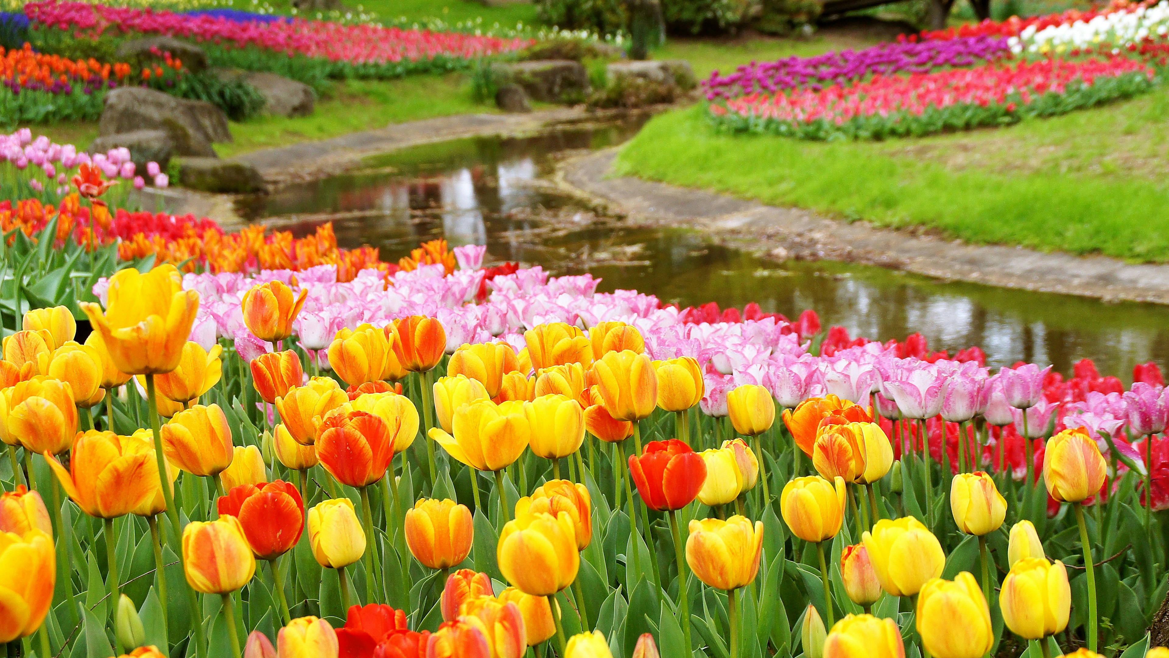 Vibrant tulip garden with colorful flowers and a serene stream