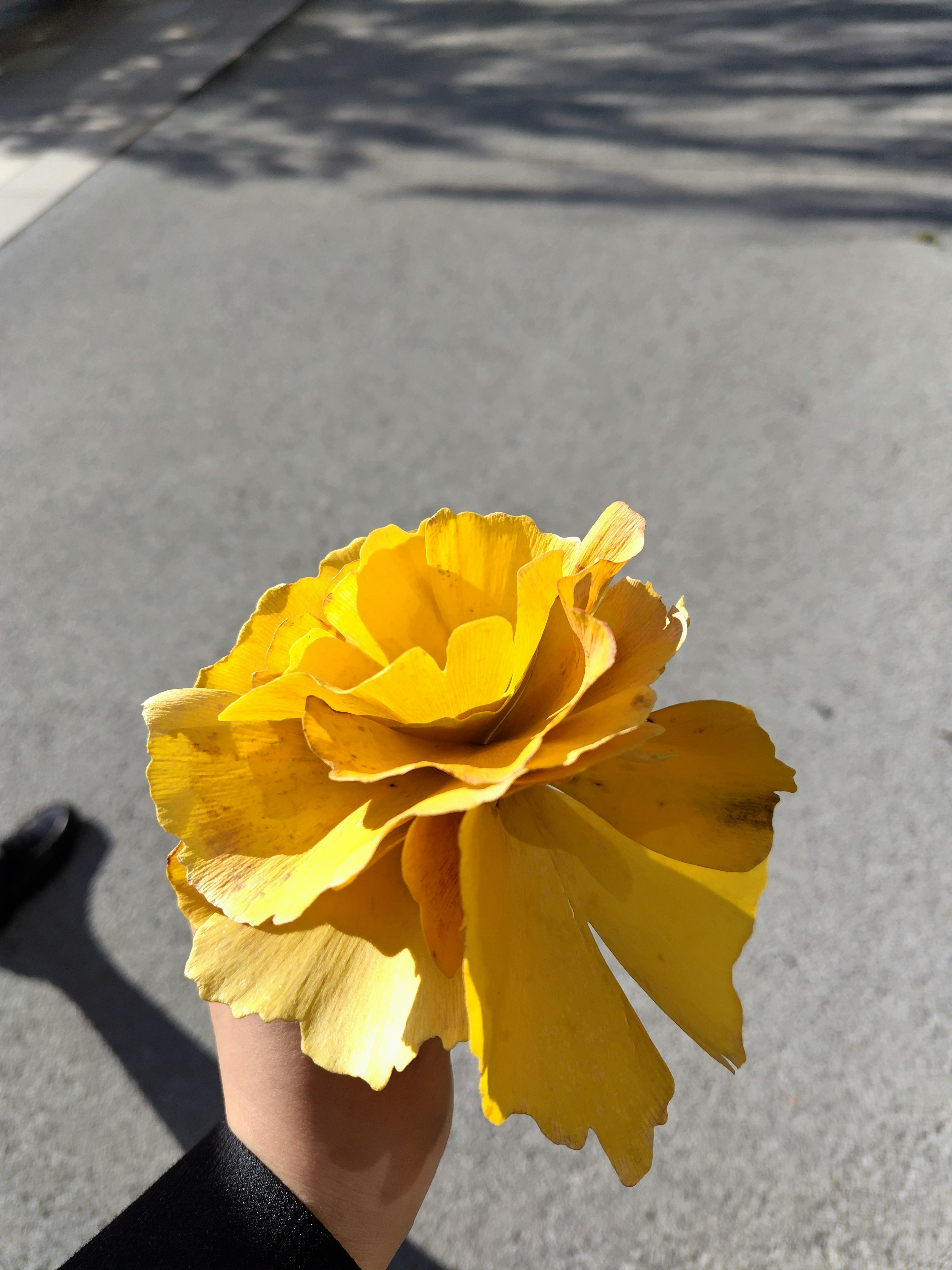 Primo piano di un fiore giallo tenuto in una mano