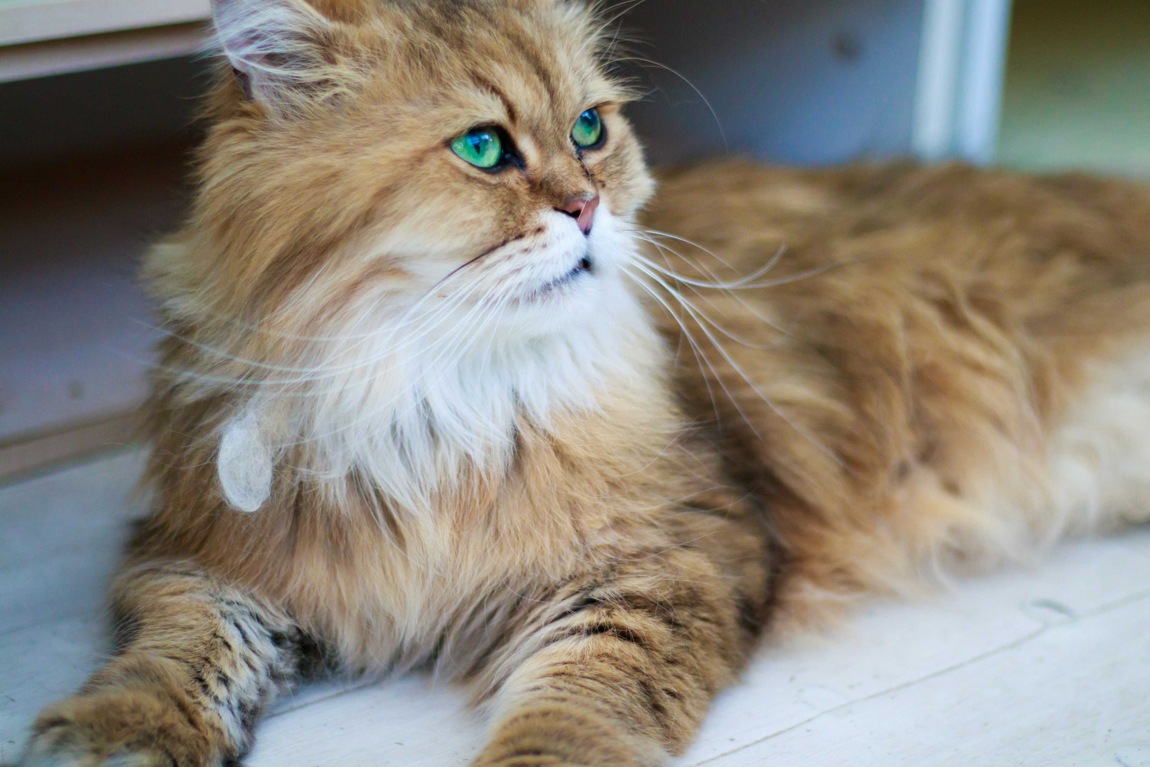 A beautiful golden-furred cat lying down with striking green eyes and a calm expression