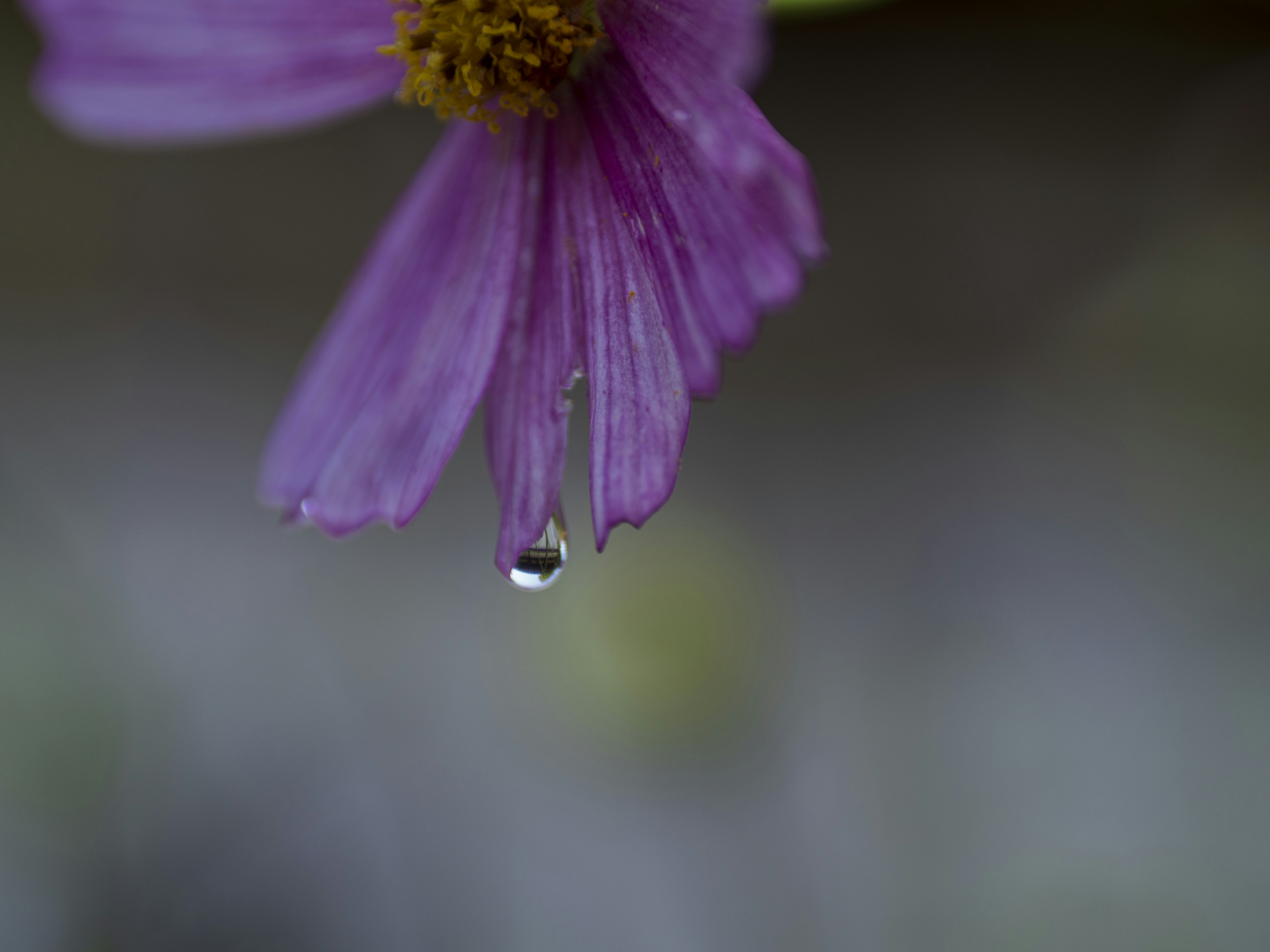 Close-up of a droplet hanging from a purple flower petal