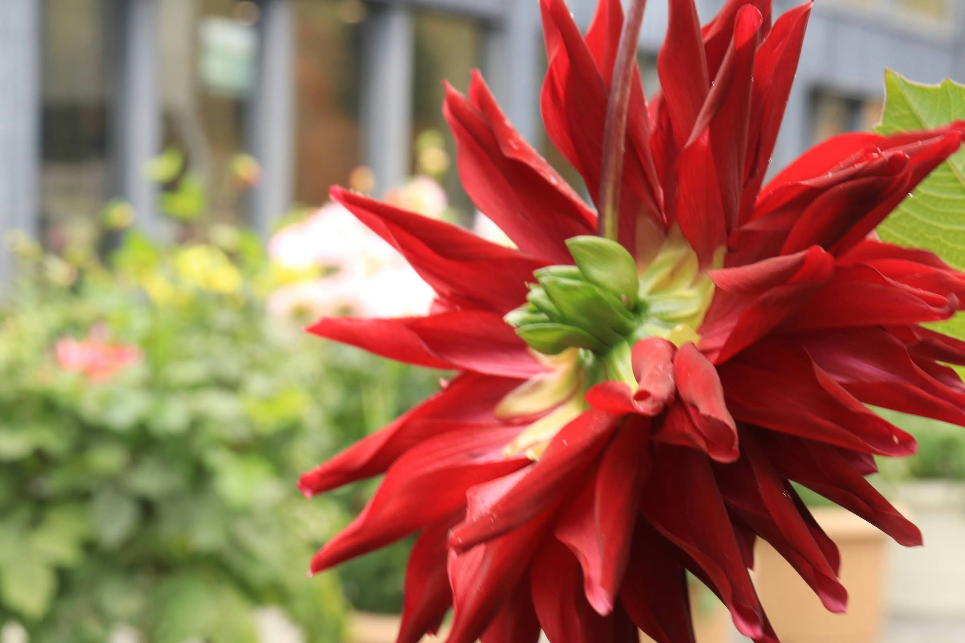 鮮やかな赤いダリアの花が背景にぼかしのある庭で咲いている