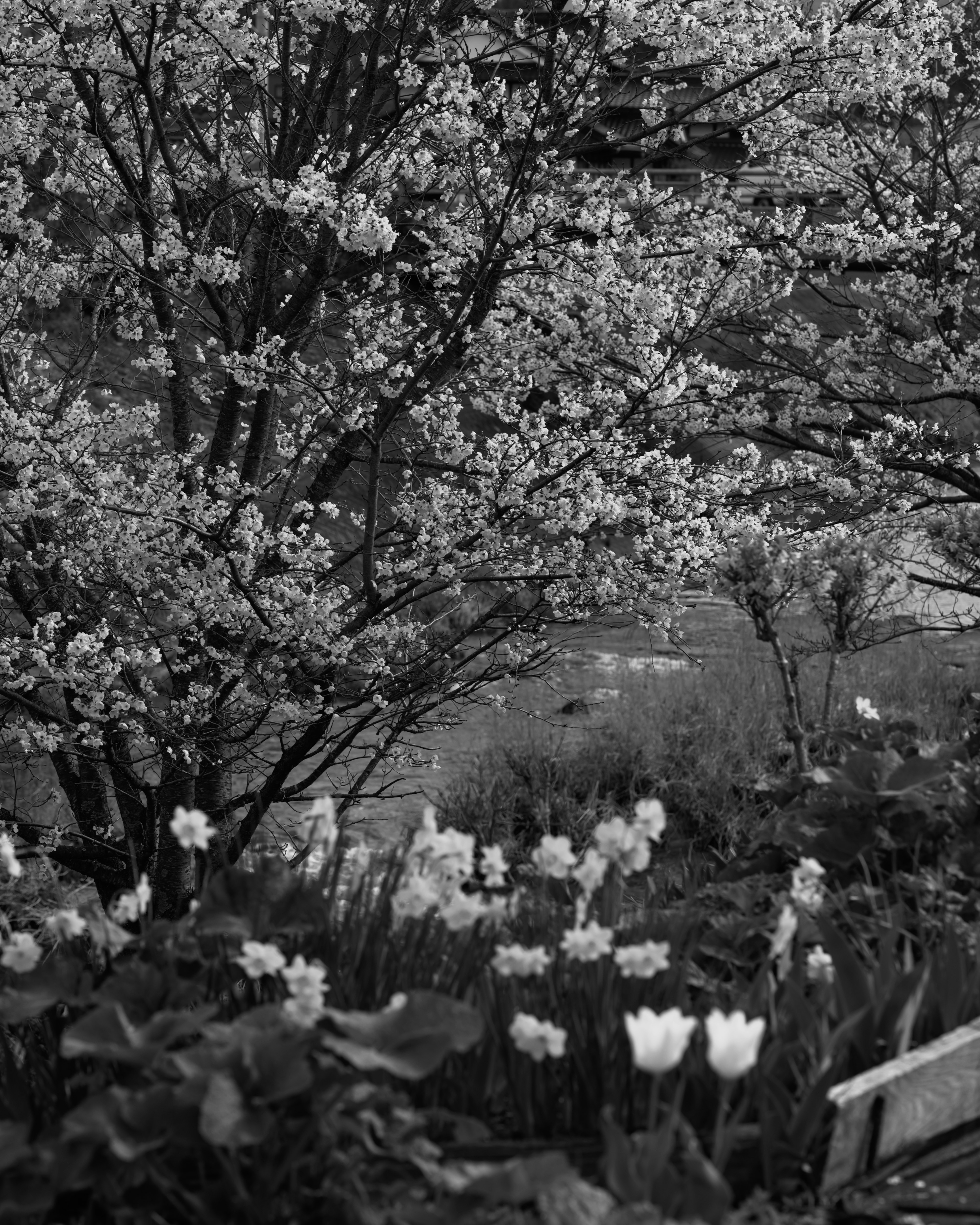 Escena de jardín en blanco y negro con flores y árboles en flor