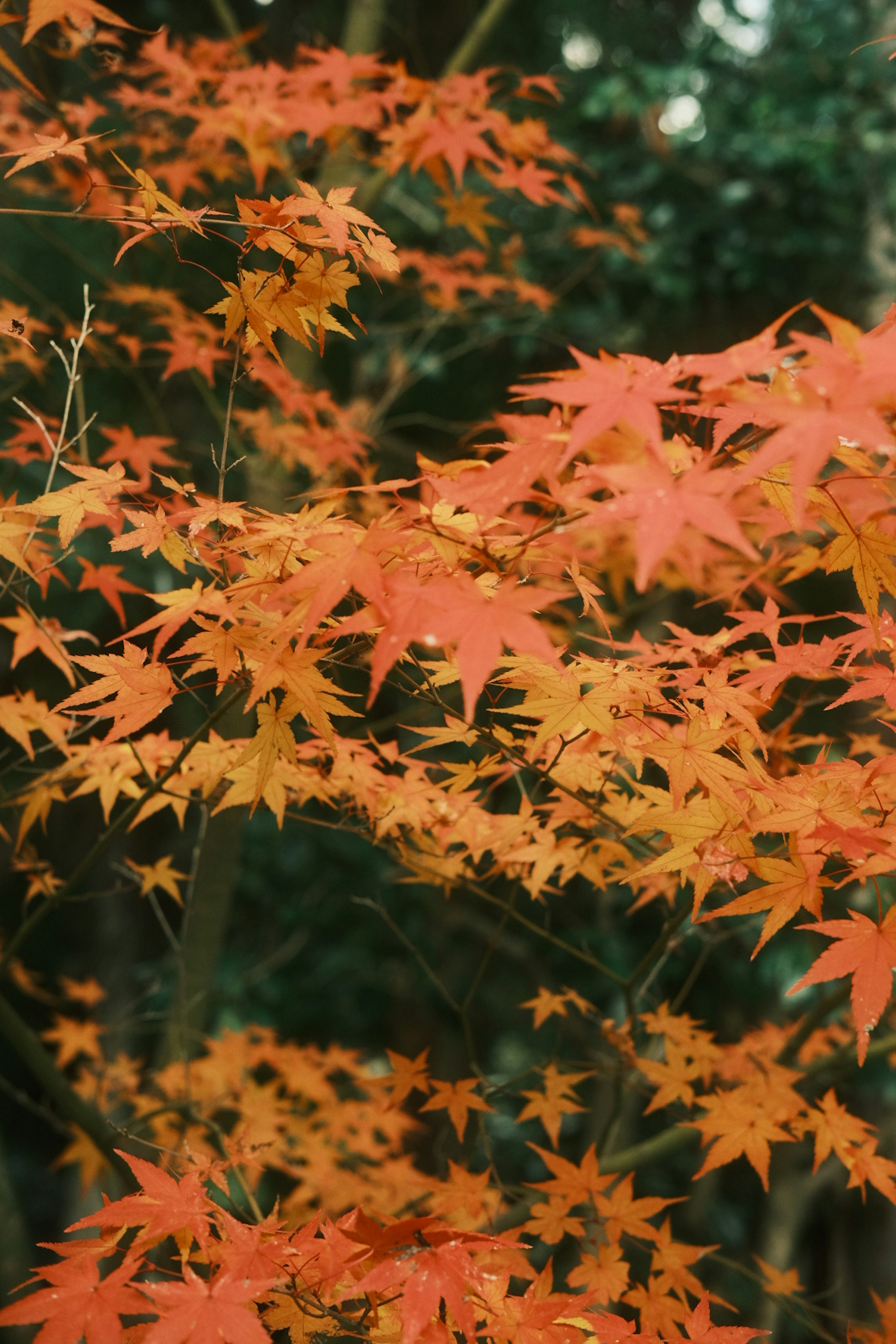 Feuilles d'érable orange vif contrastant avec un fond vert