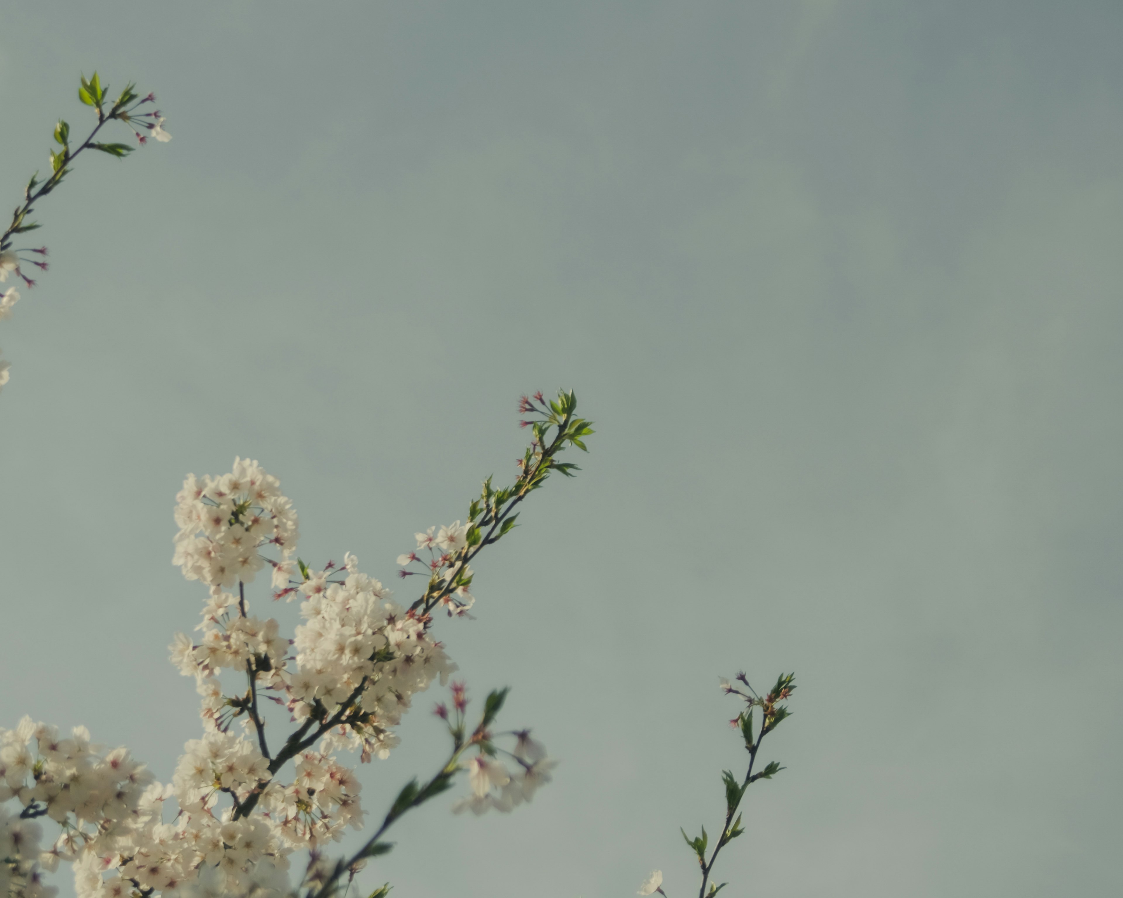 Branches de fleurs blanches contre un ciel bleu