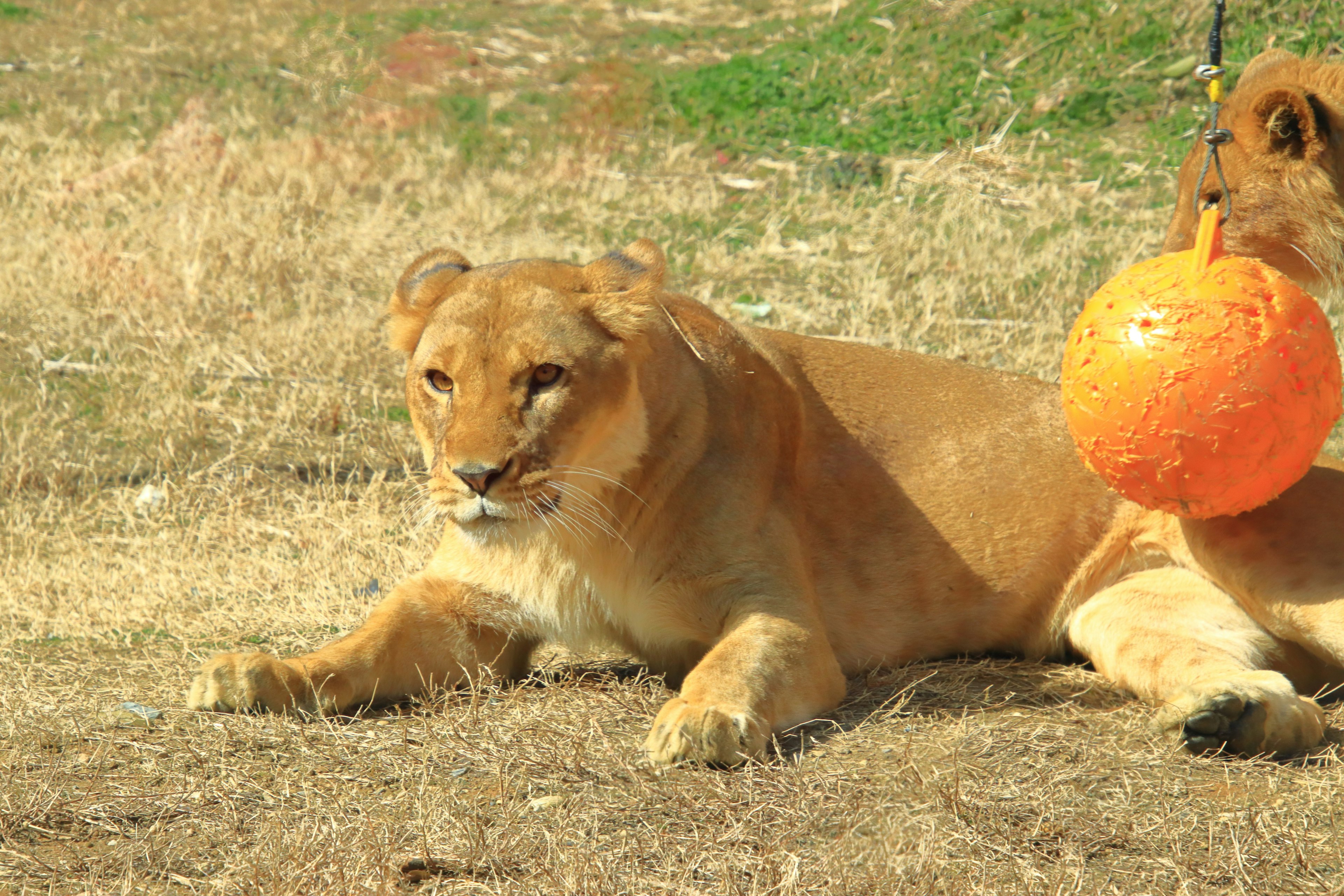 Leona descansando en la hierba con una bola naranja