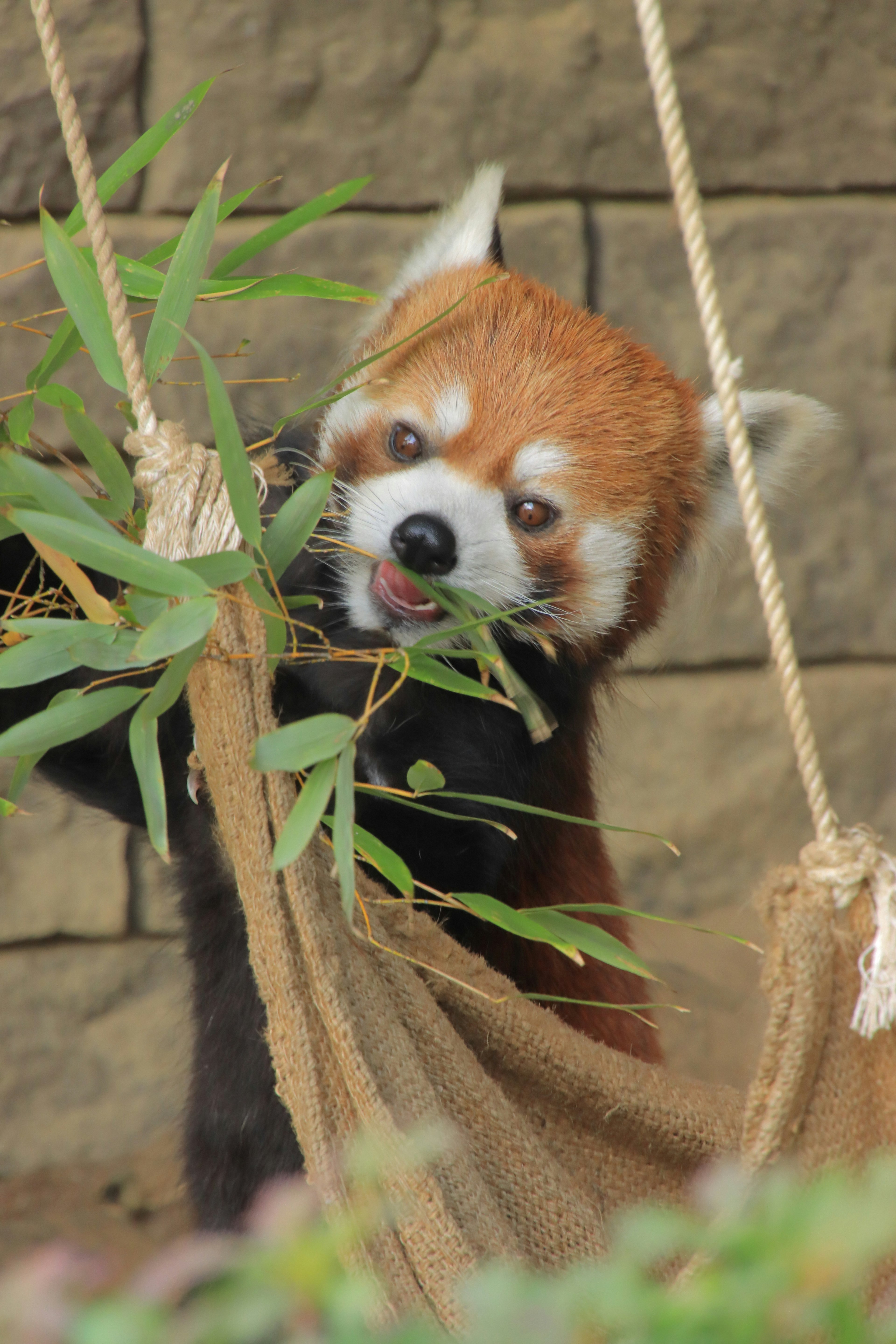 Ein roter Panda, der Bambusblätter frisst, mit einer Steinmauer im Hintergrund