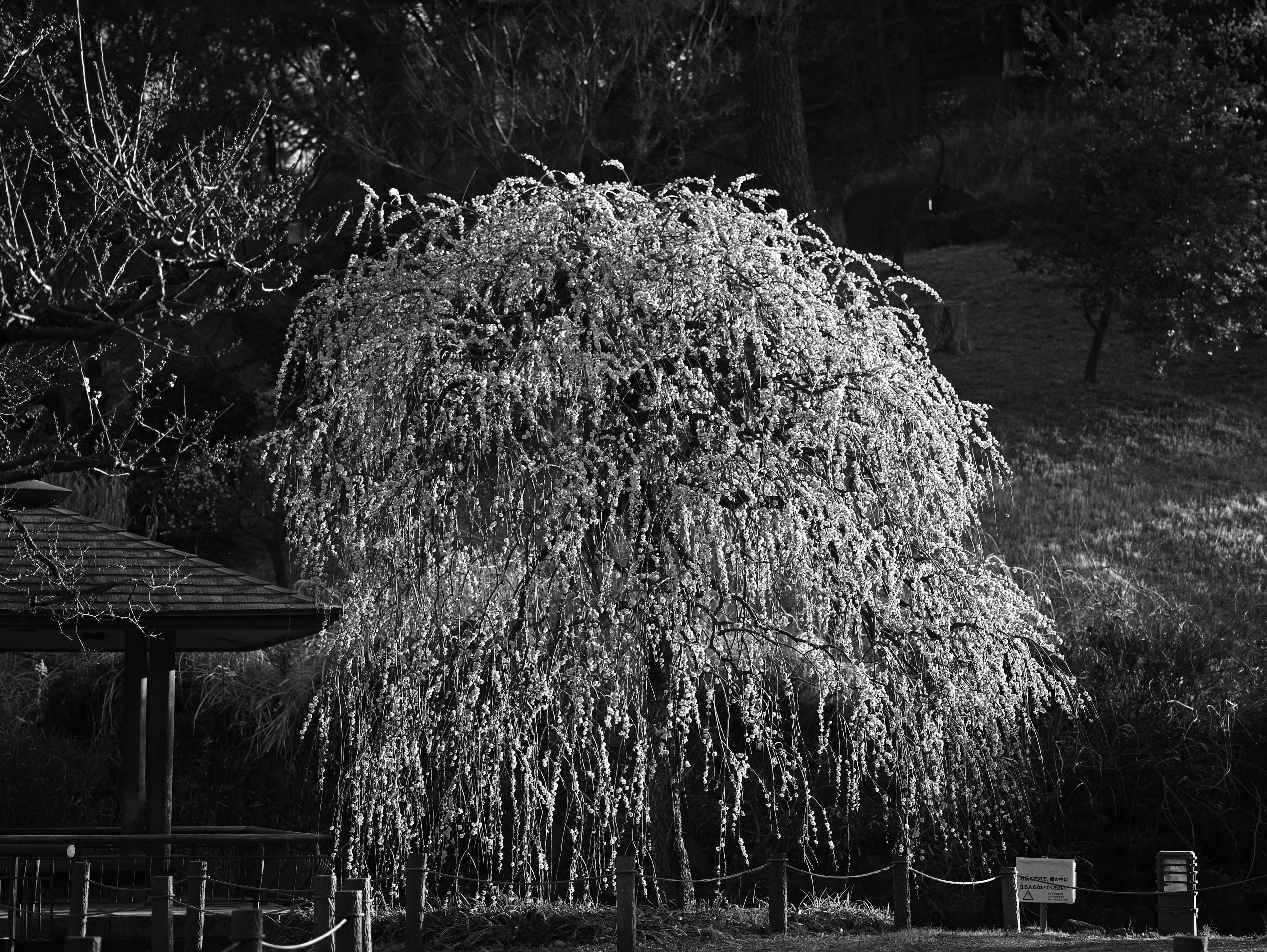 A black and white image of a willow tree in a park