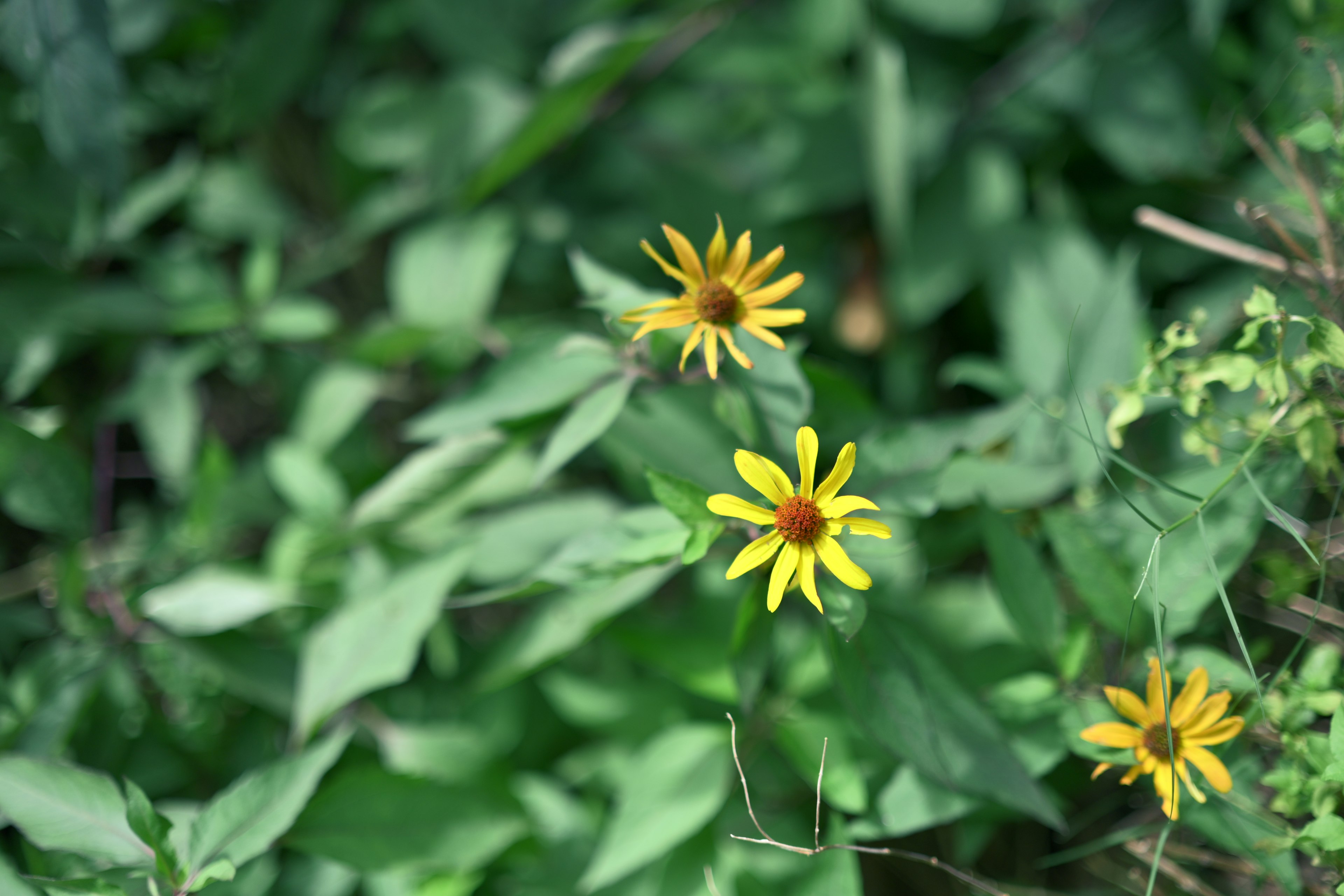 Gelbe Blumen blühen zwischen grünen Blättern