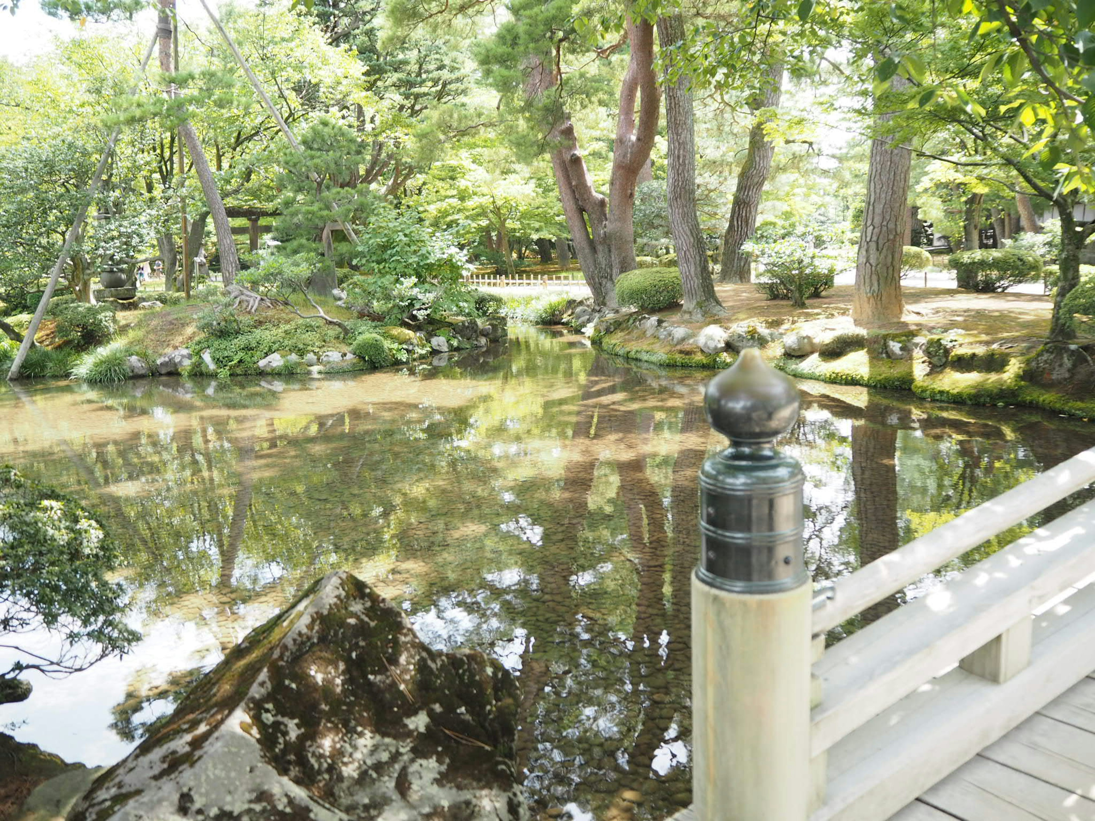 Serene pond surrounded by lush greenery