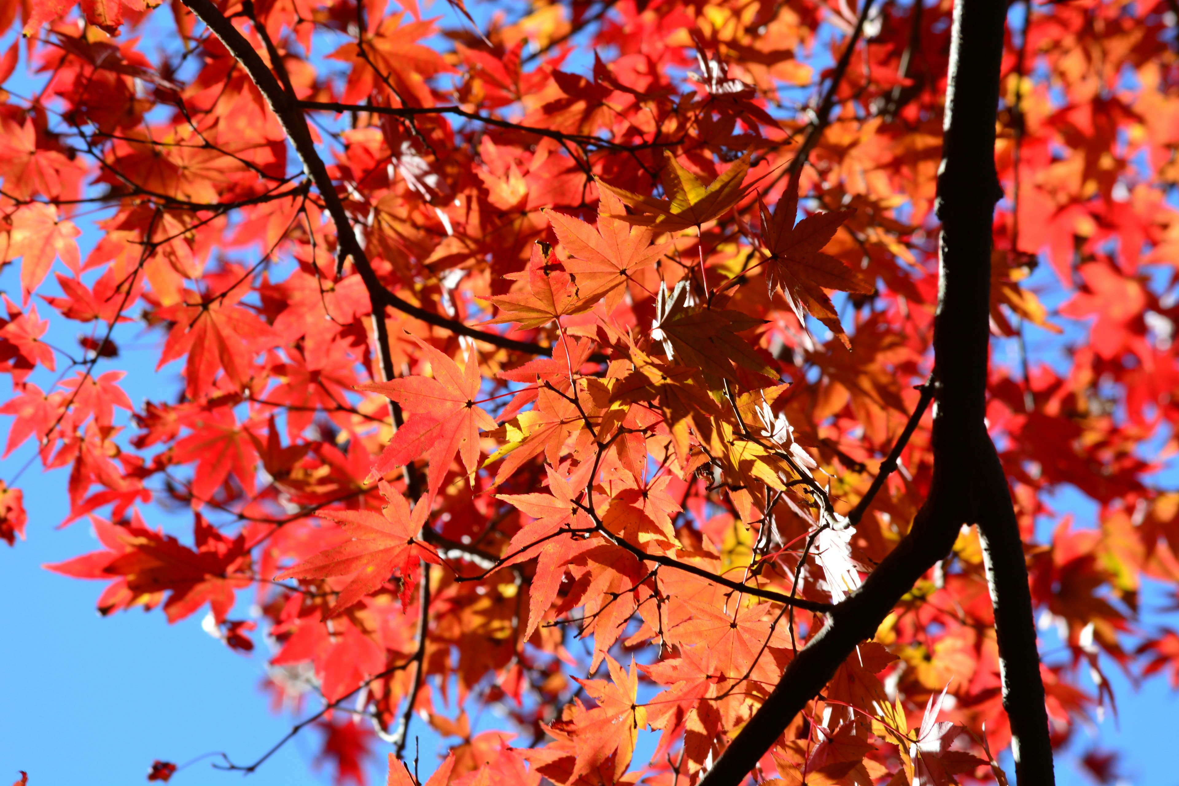 Foglie rosse vivaci contro un cielo blu chiaro che mostrano la bellezza dell'autunno