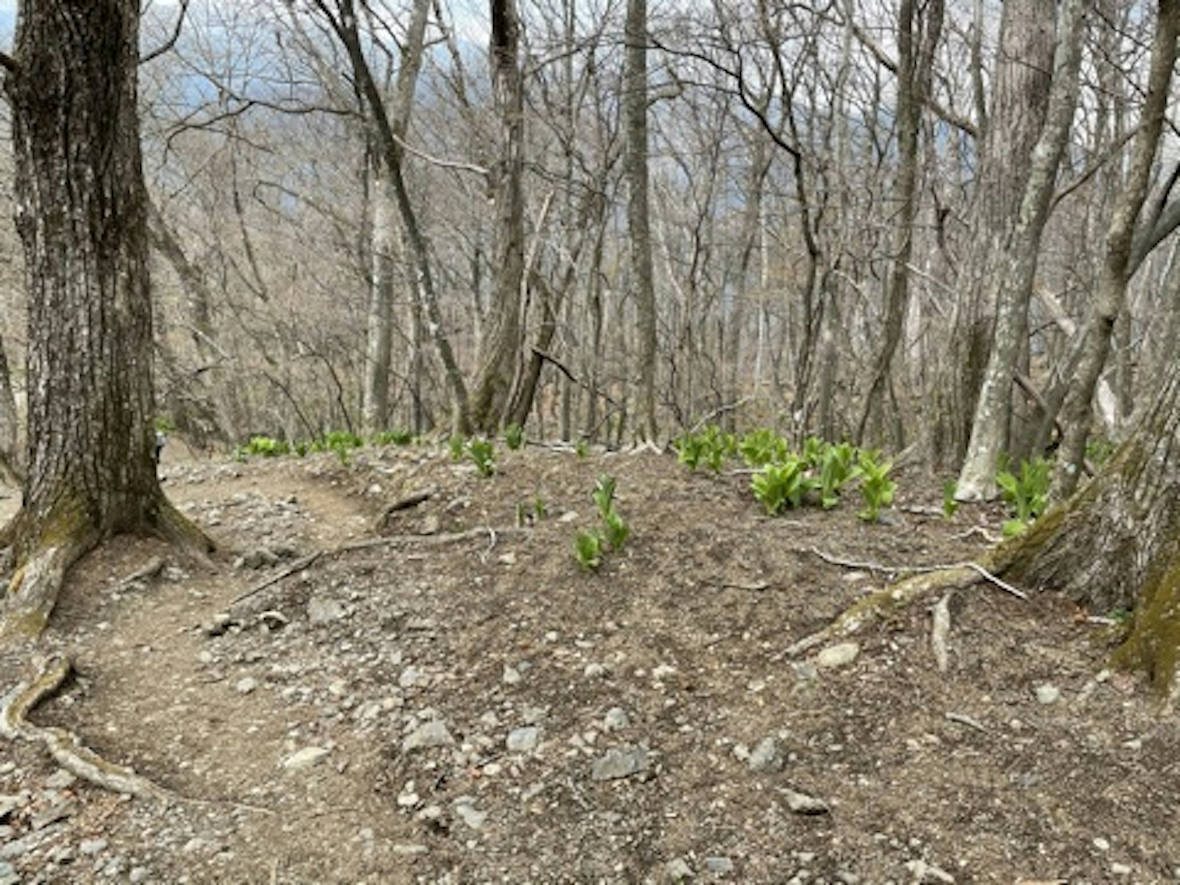 葉が芽吹く春の森の道と裸の木々