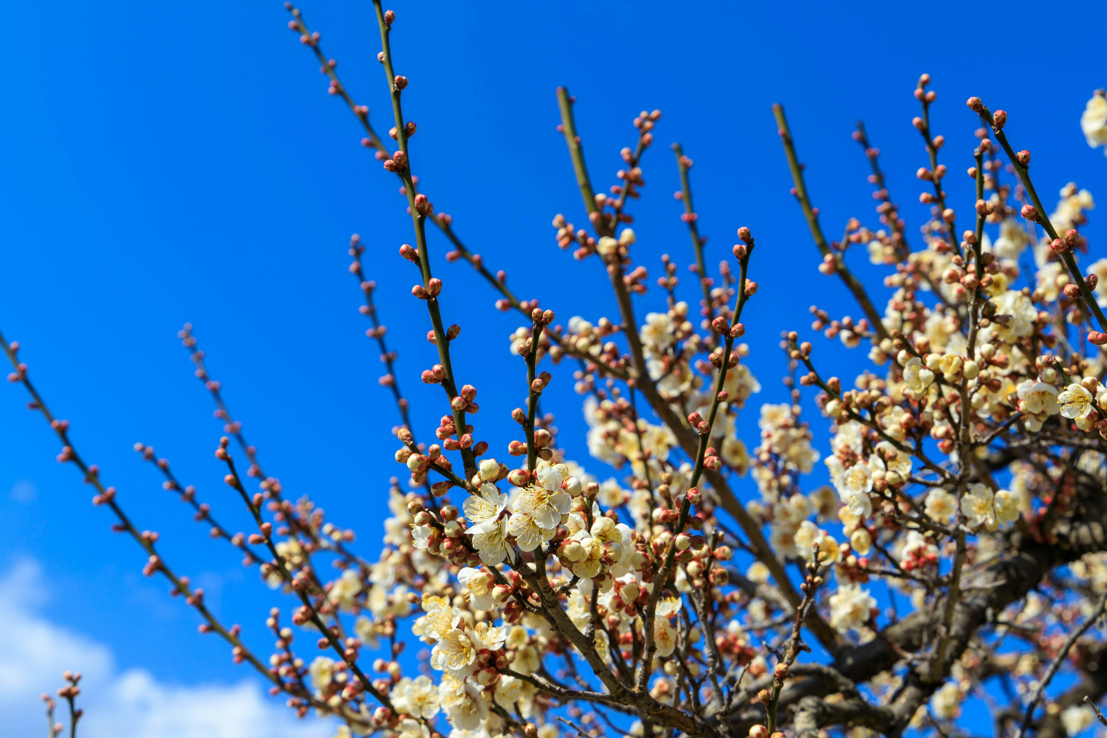 Branches of a tree with white flowers against a blue sky