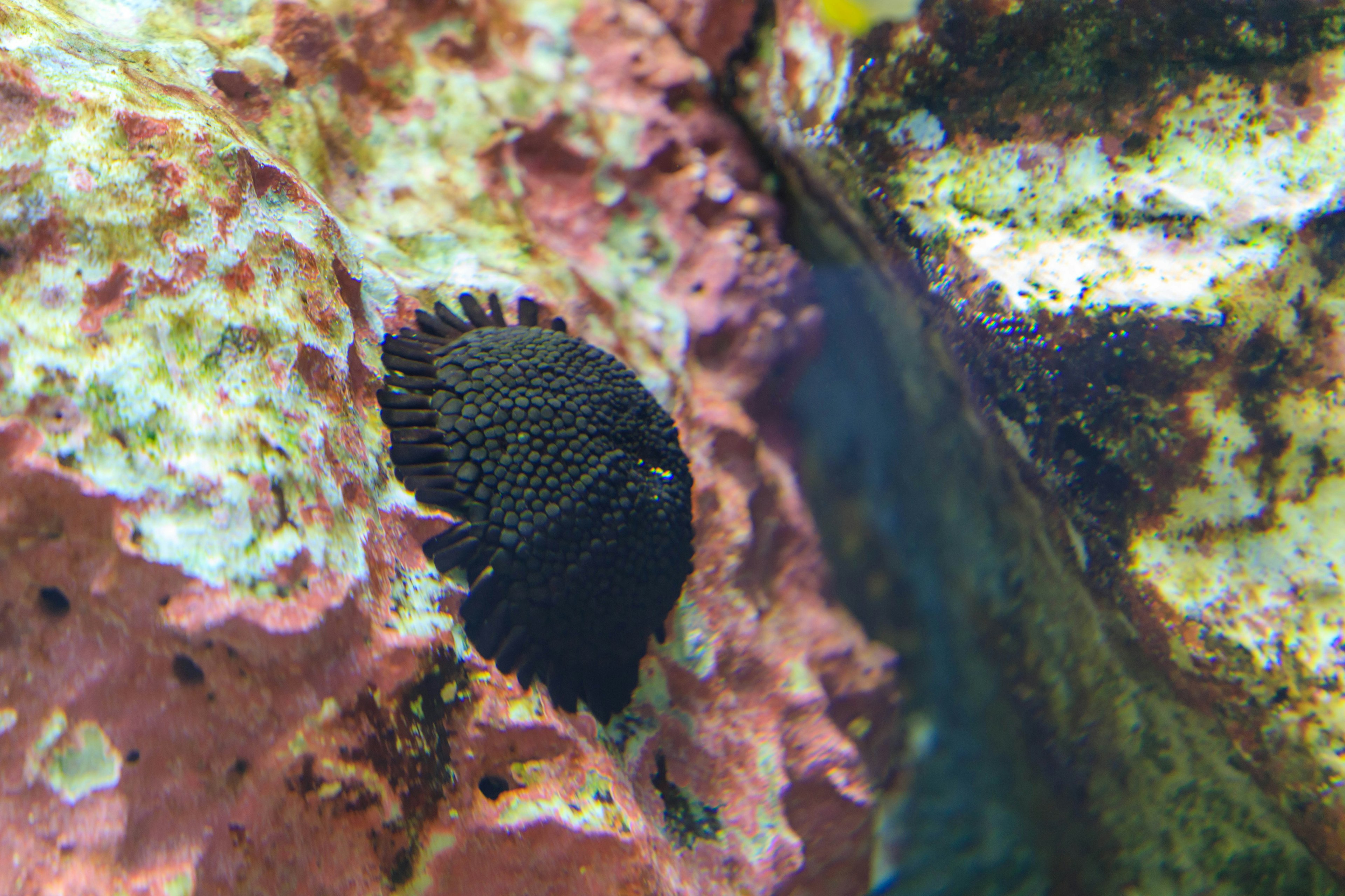 A black fish hiding between colorful rocks in an aquarium