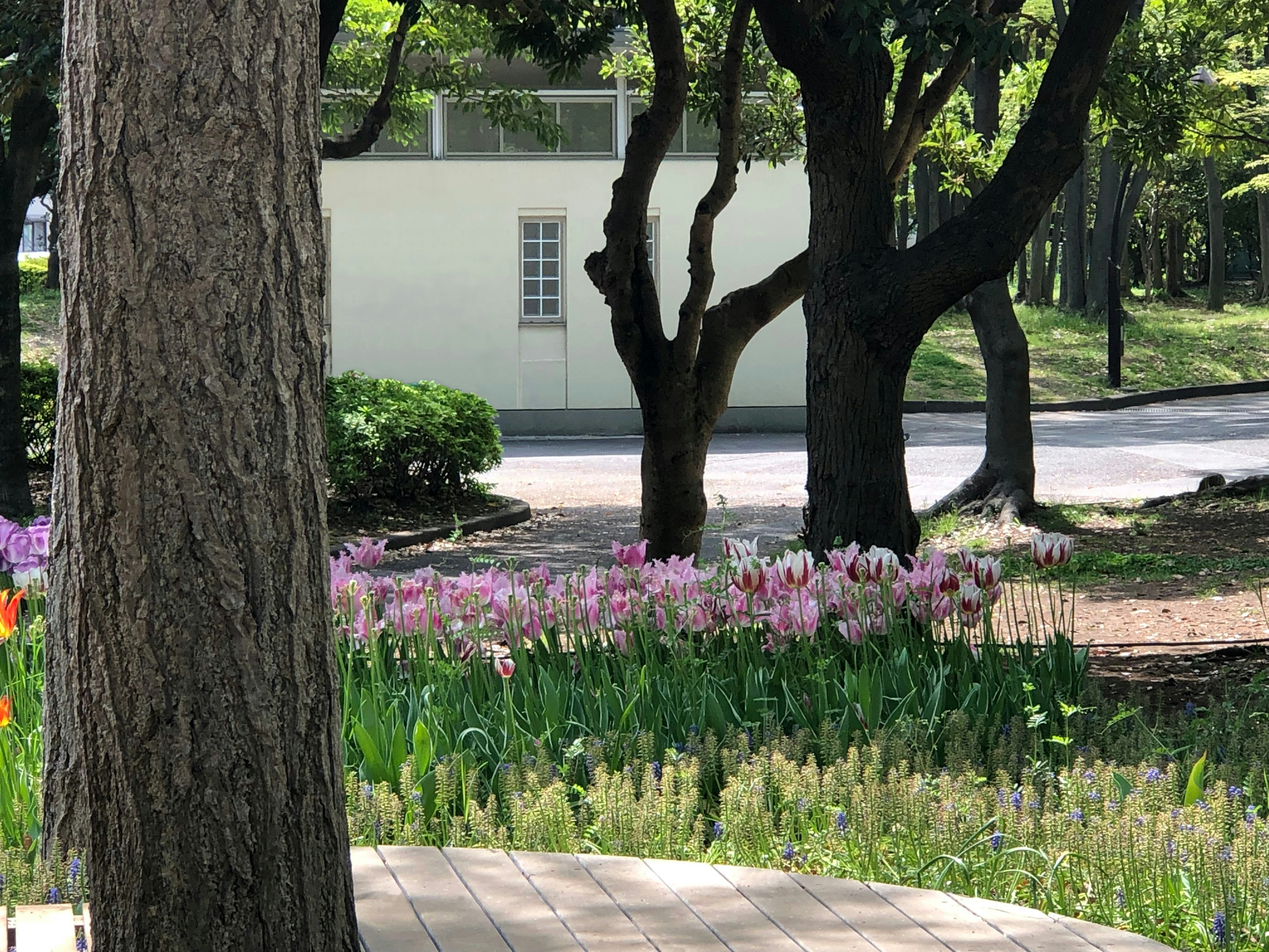 色とりどりの花が咲く公園の風景 大きな木と小道が見える