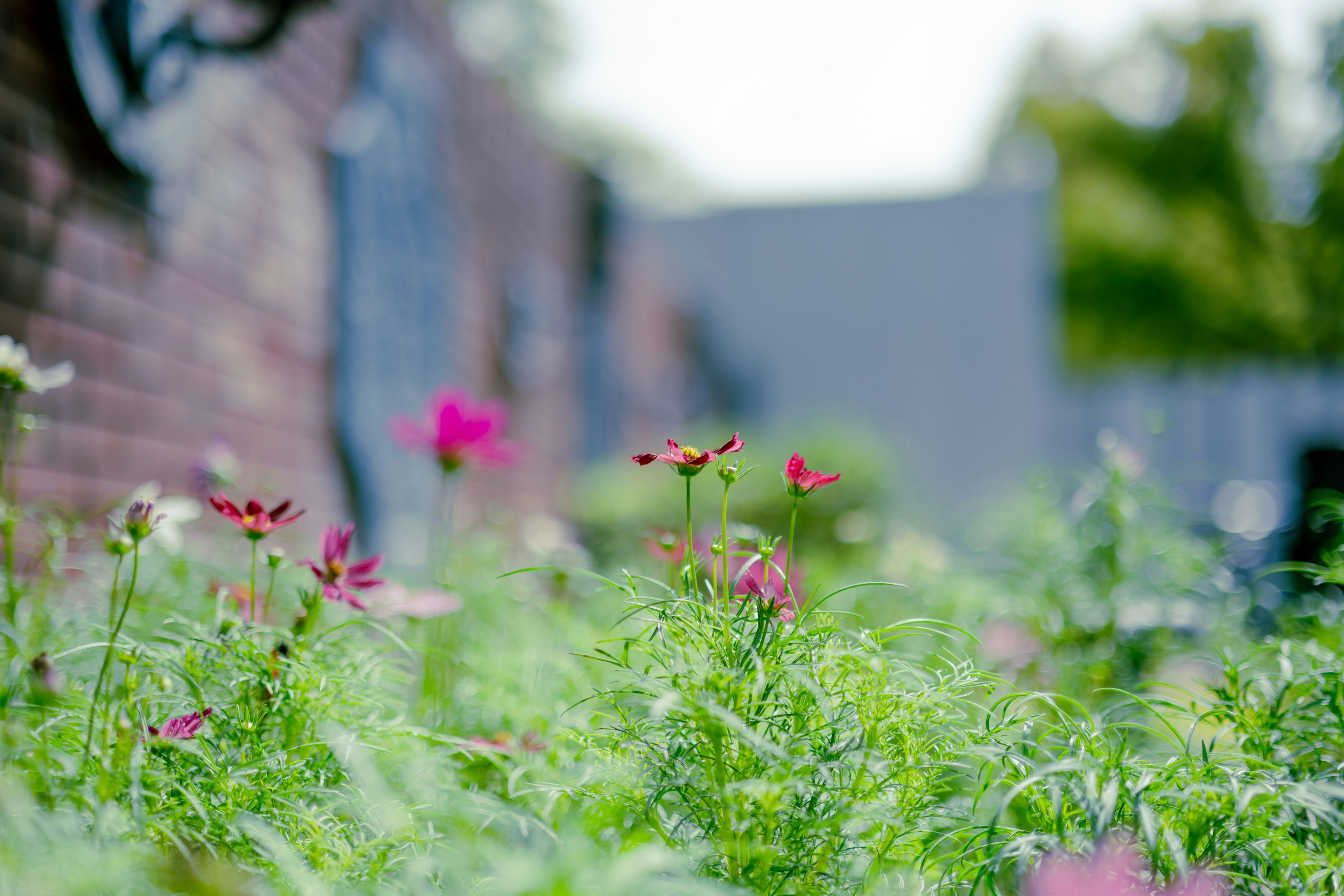 Lush garden scene with blooming flowers and a blurred brick wall