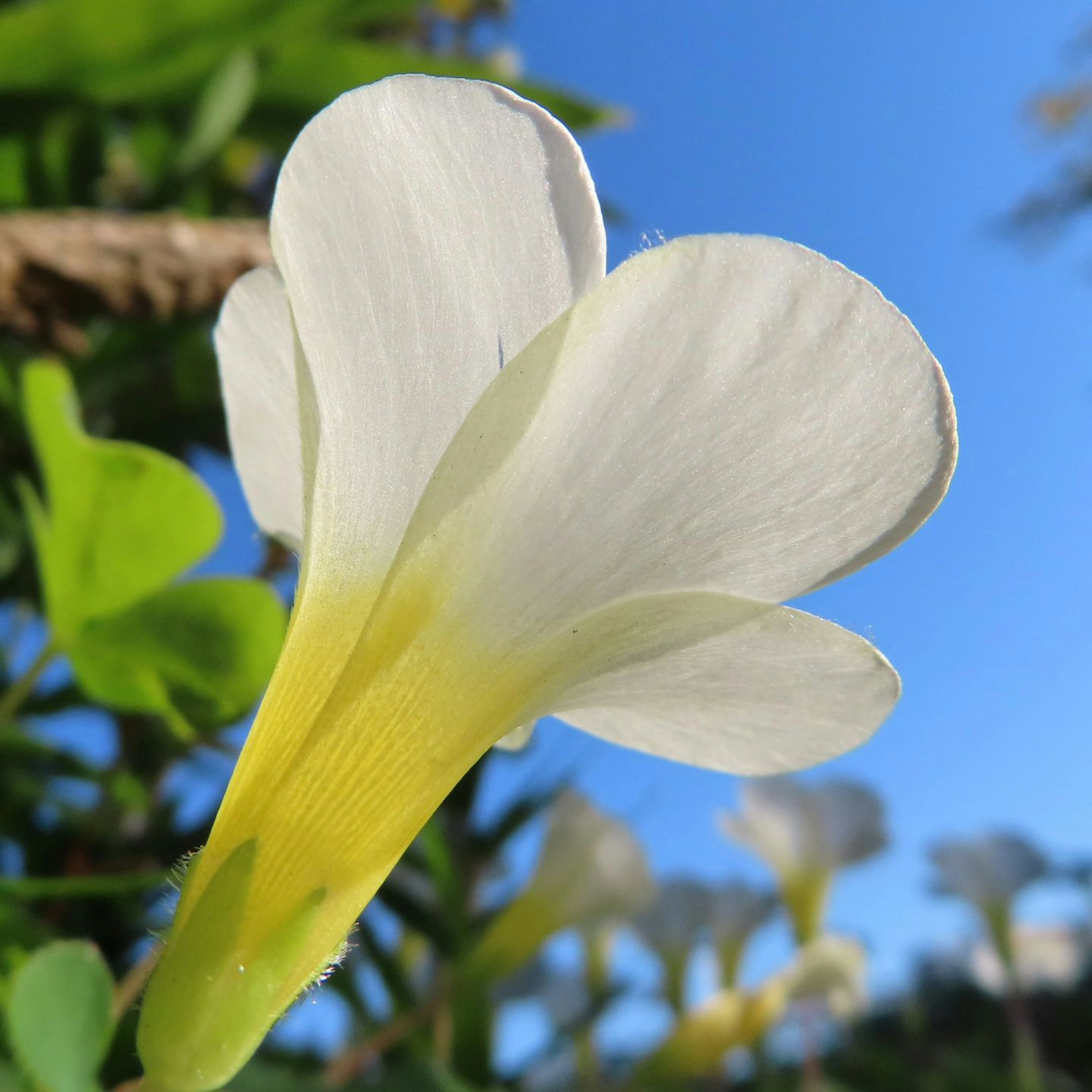 Primer plano de una flor blanca con centro amarillo contra un cielo azul