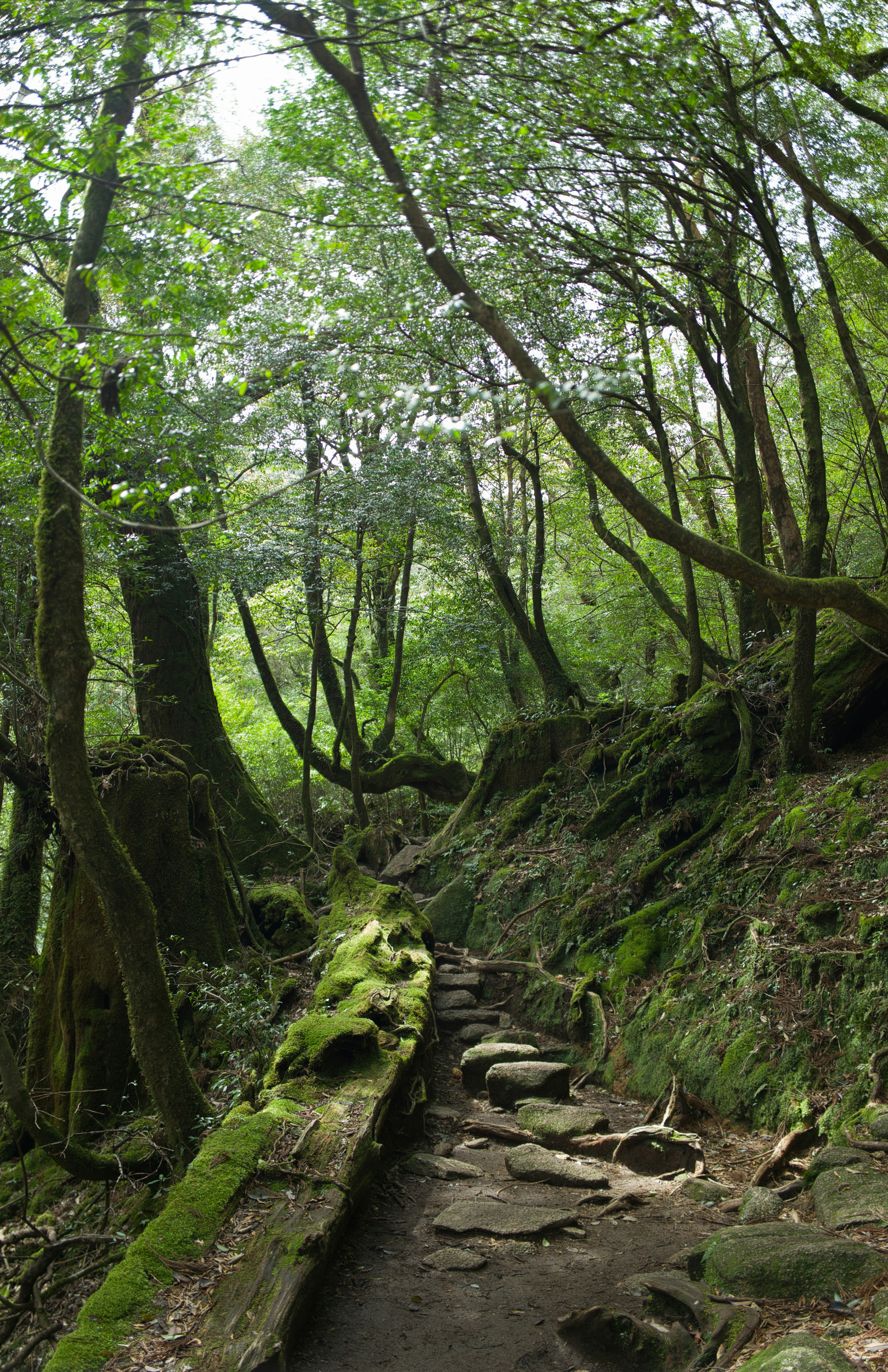 Sentiero nel bosco con vegetazione lussureggiante e albero caduto coperto di muschio