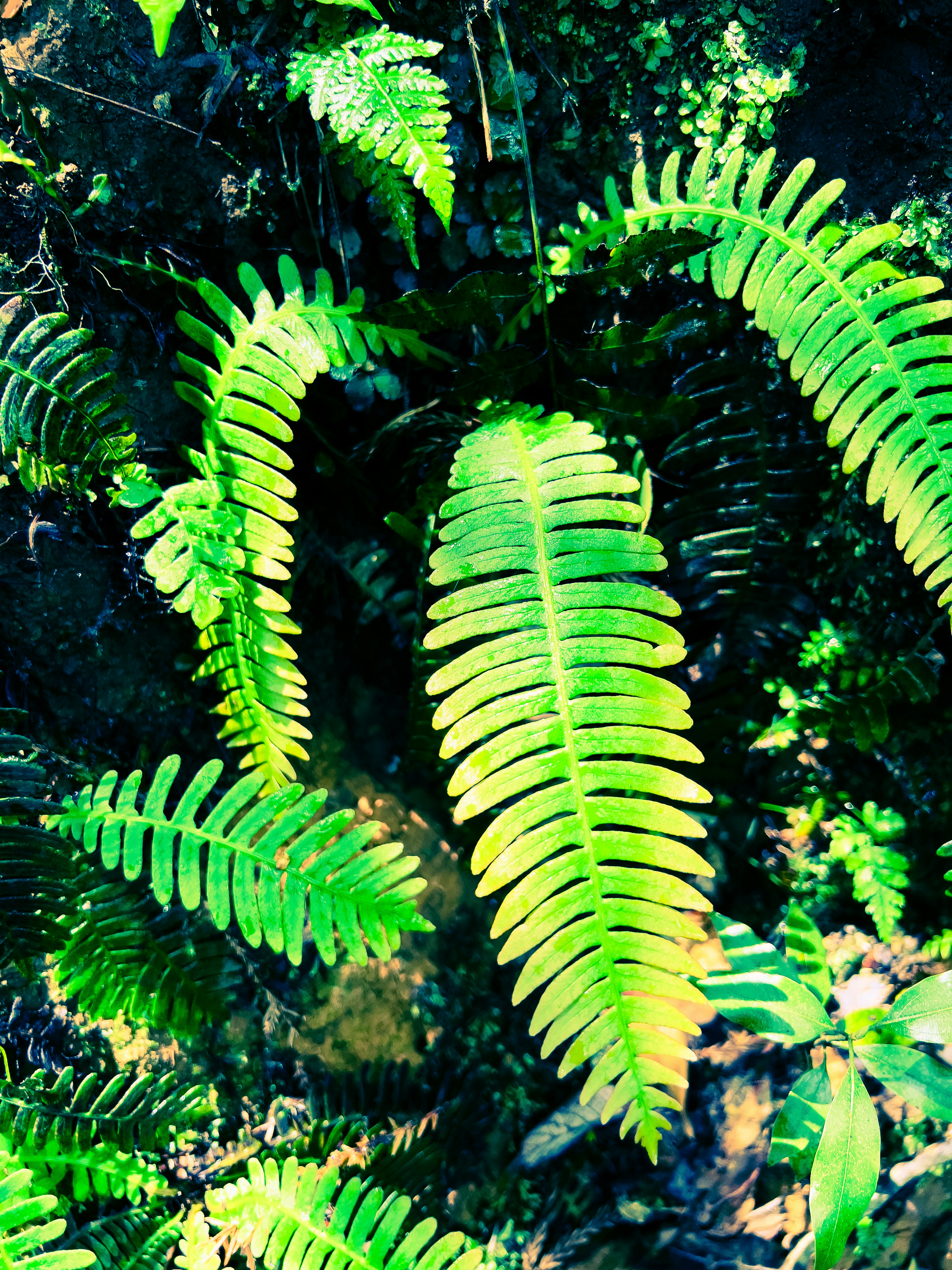 Lush green ferns in a natural setting