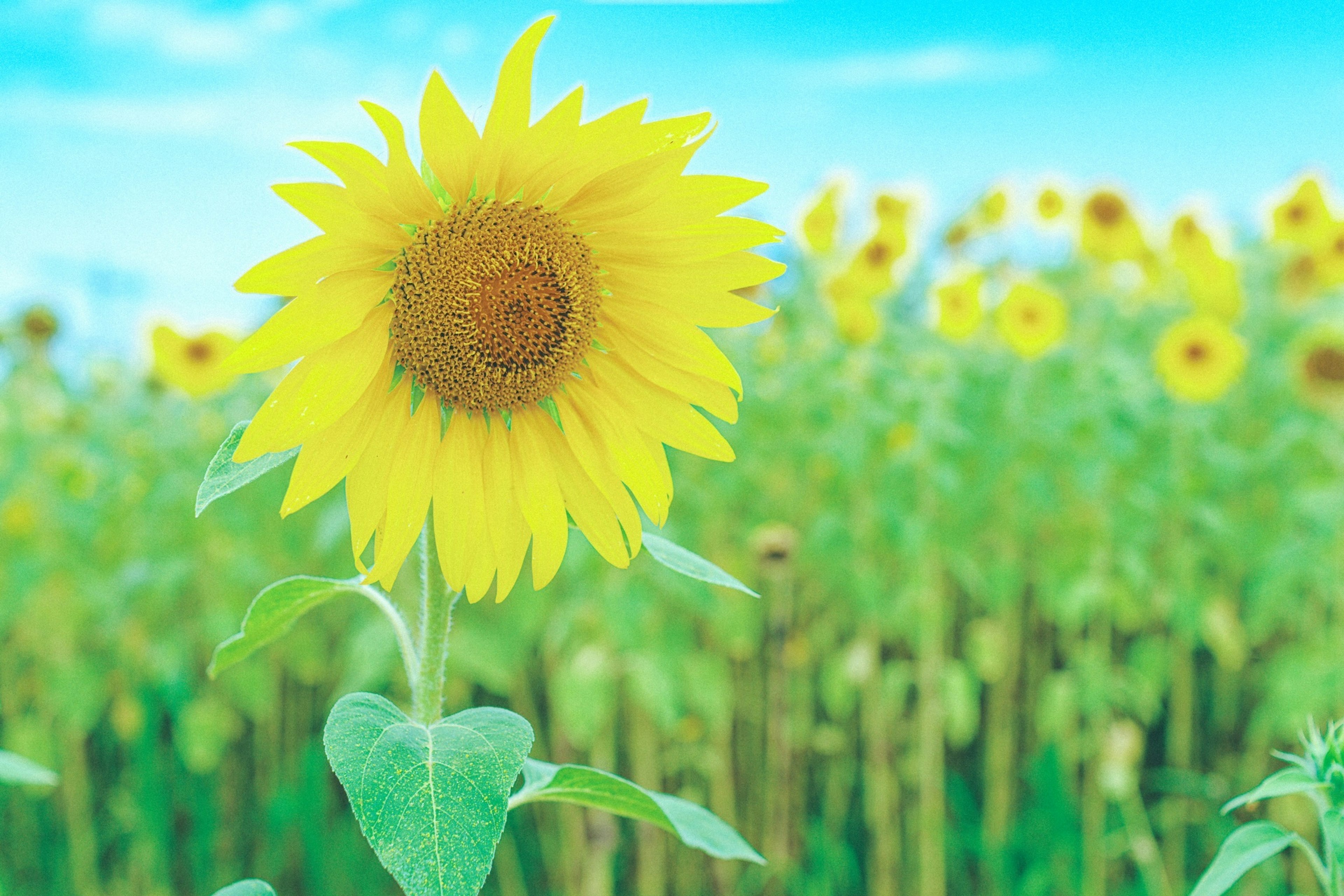 Un girasole luminoso che fiorisce sotto un cielo blu