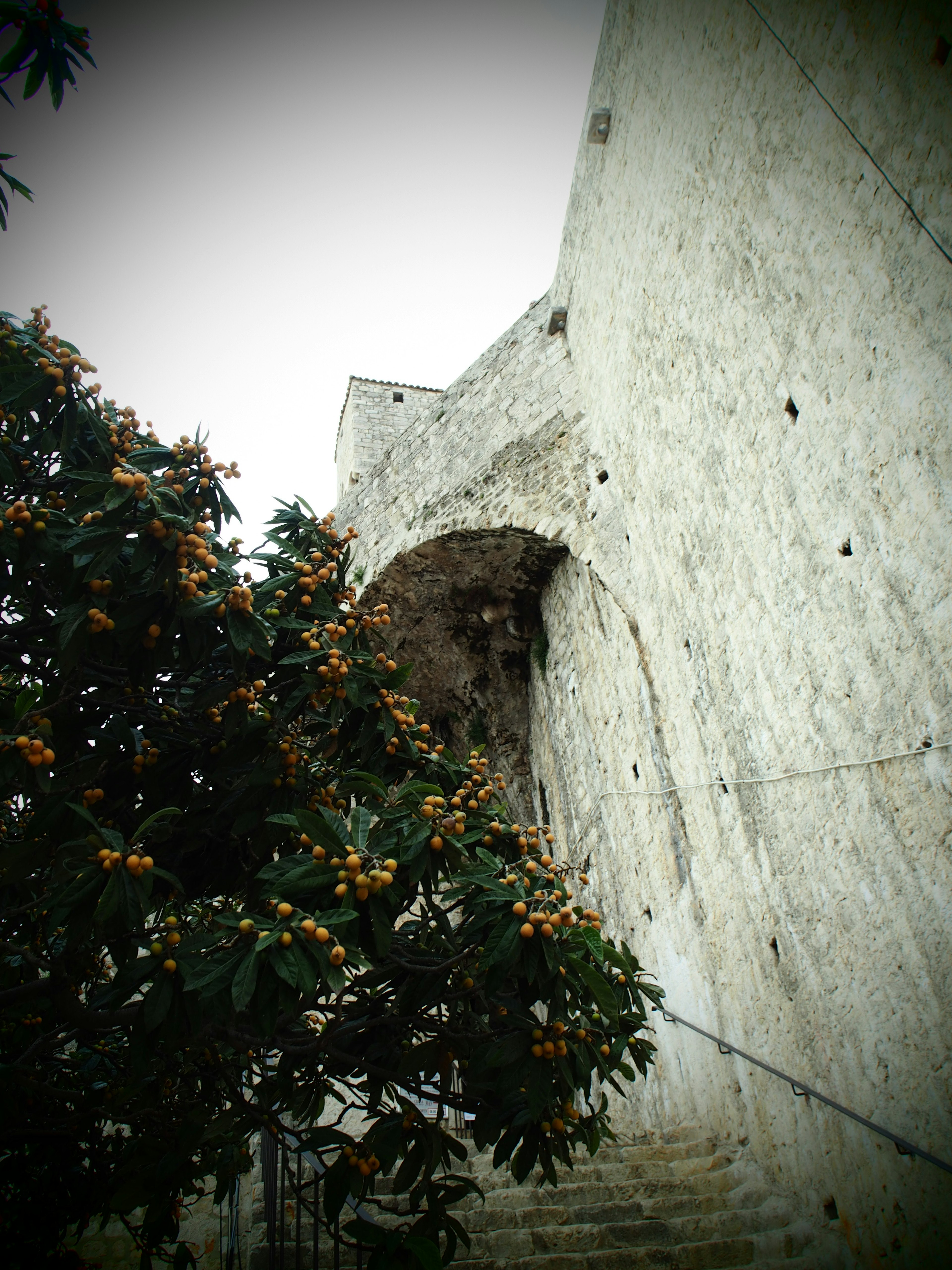 Una vista di un antico muro di pietra con un albero con frutti arancioni