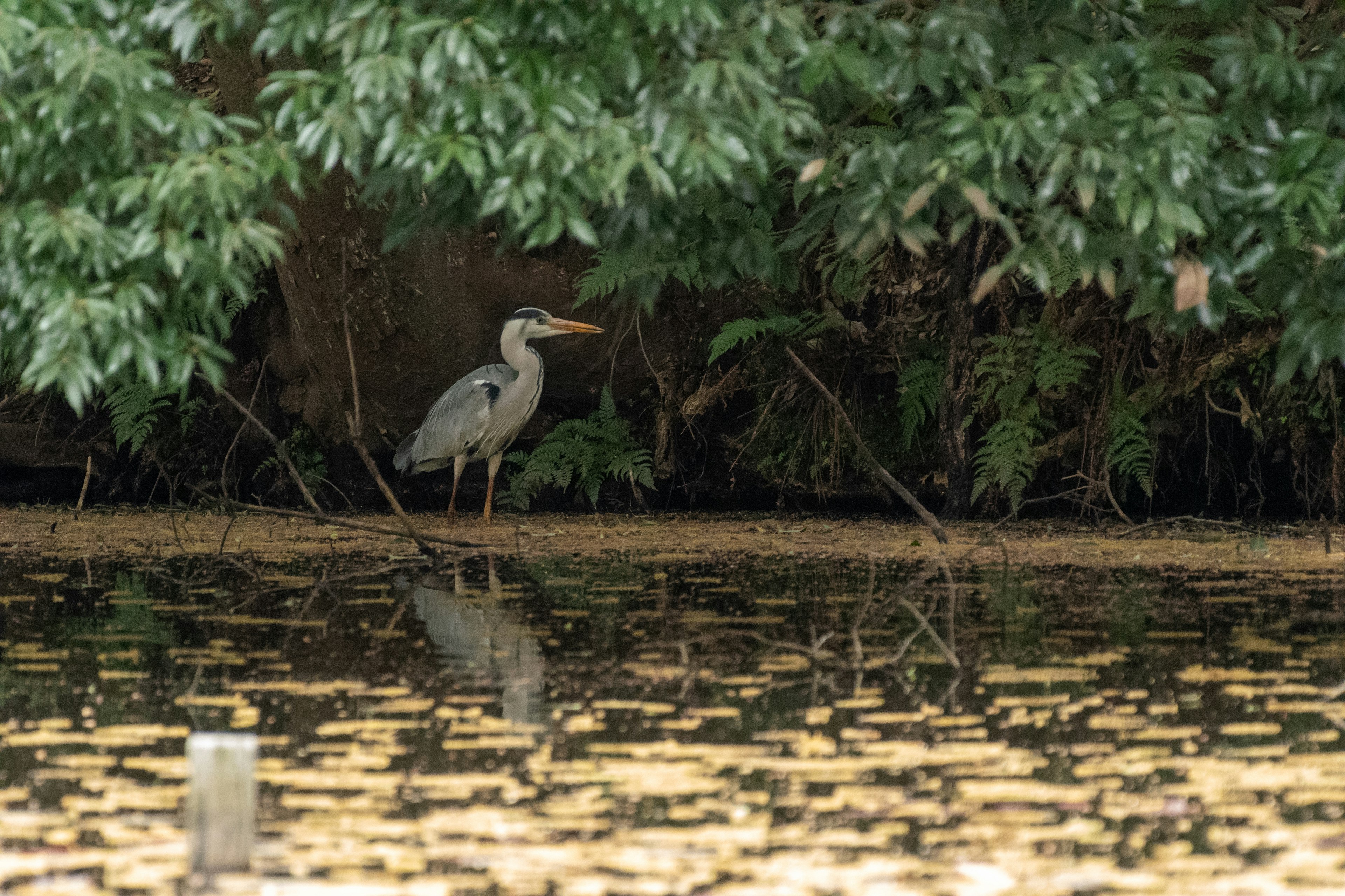 Una garza de pie junto al agua entre un follaje verde exuberante