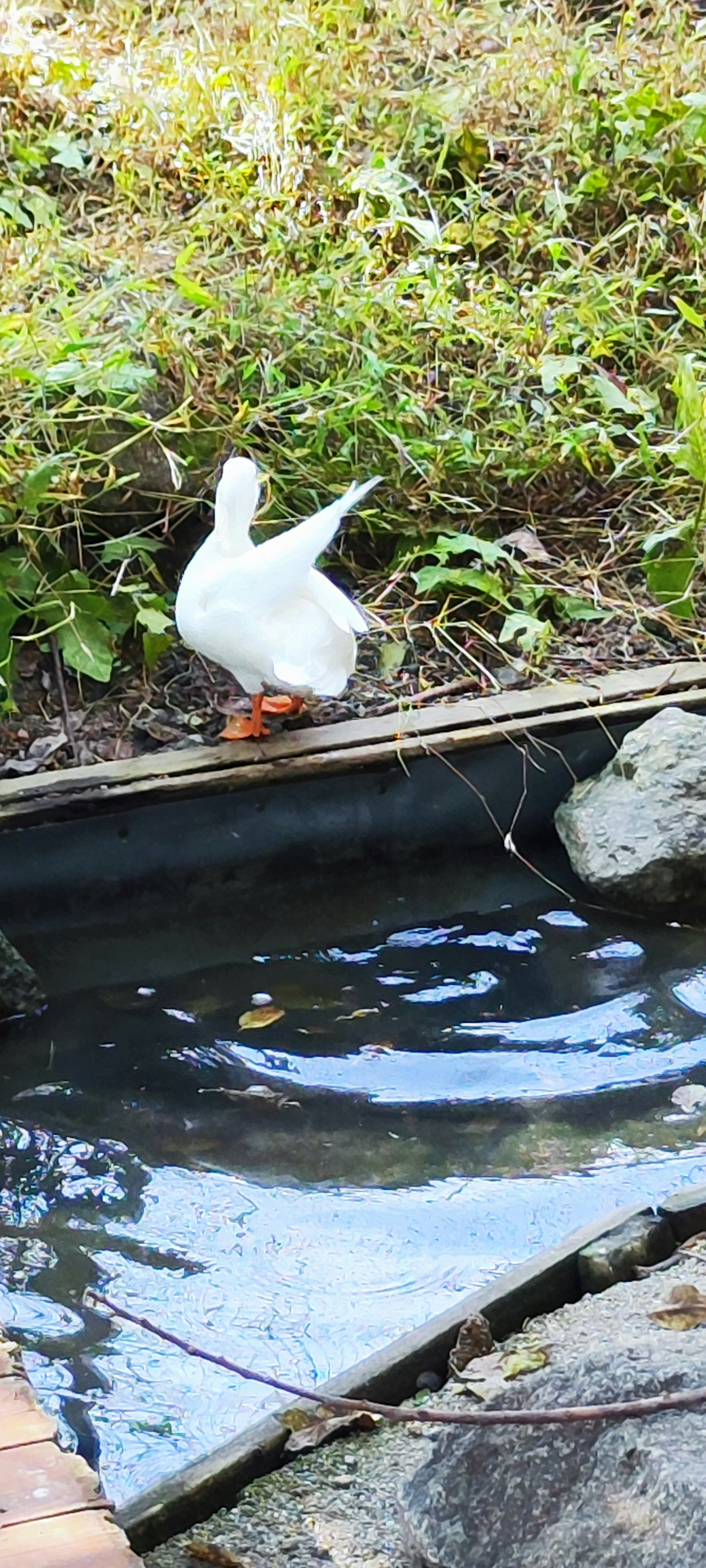 Eine weiße Ente am Wasser mit grünem Gras