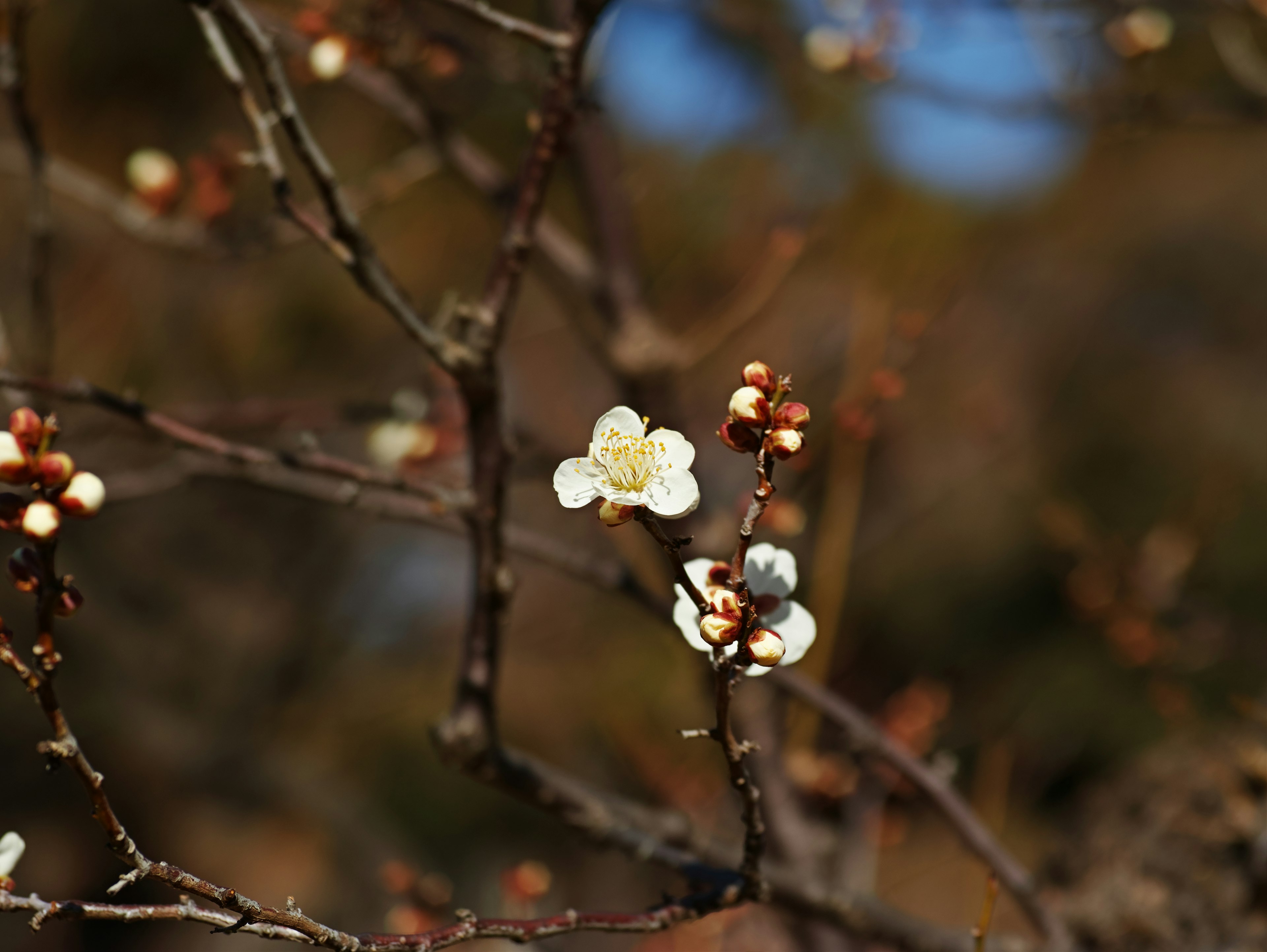 白い花が咲く枝のクローズアップ