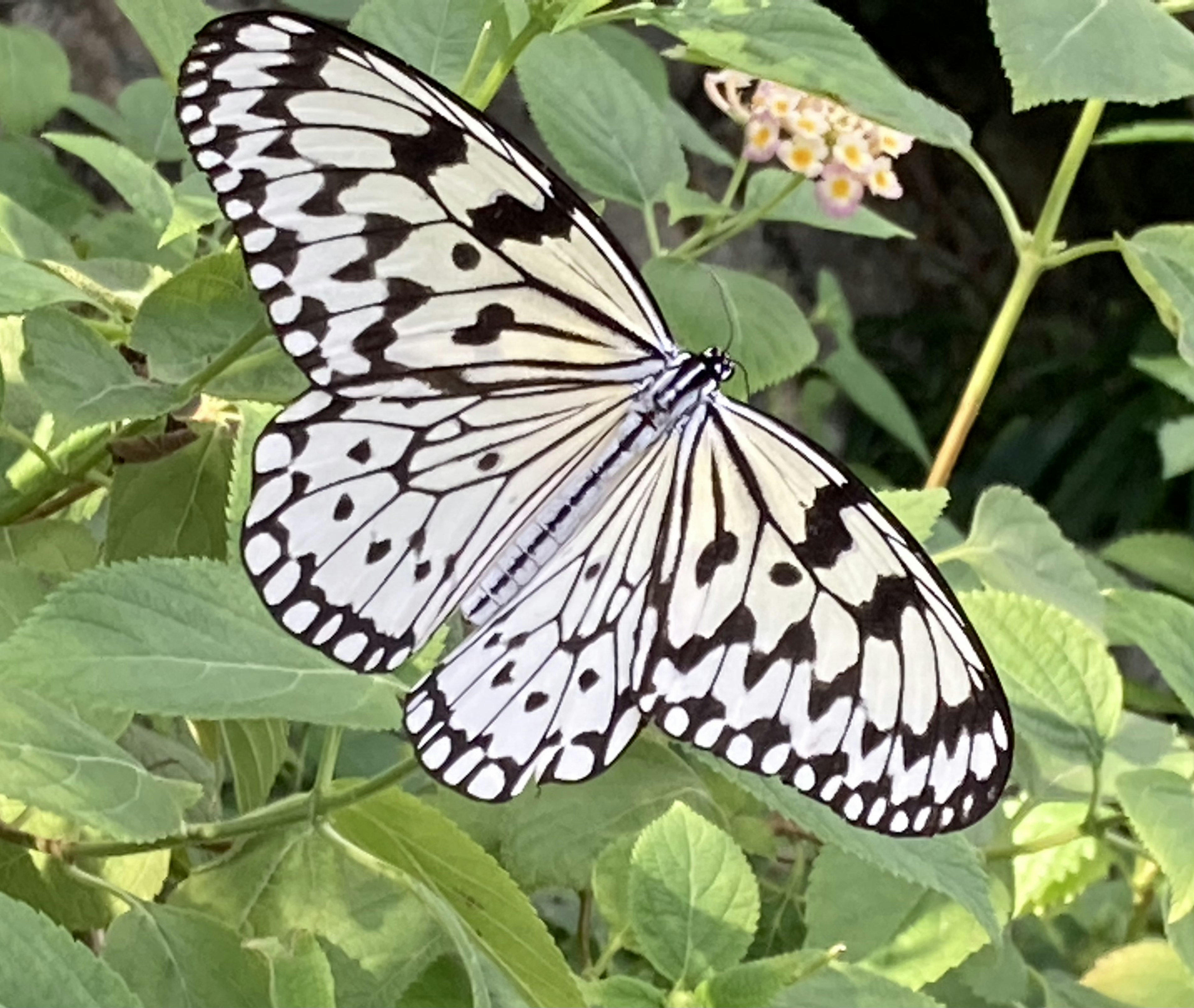 Una mariposa con patrones negros y blancos posada sobre hojas verdes