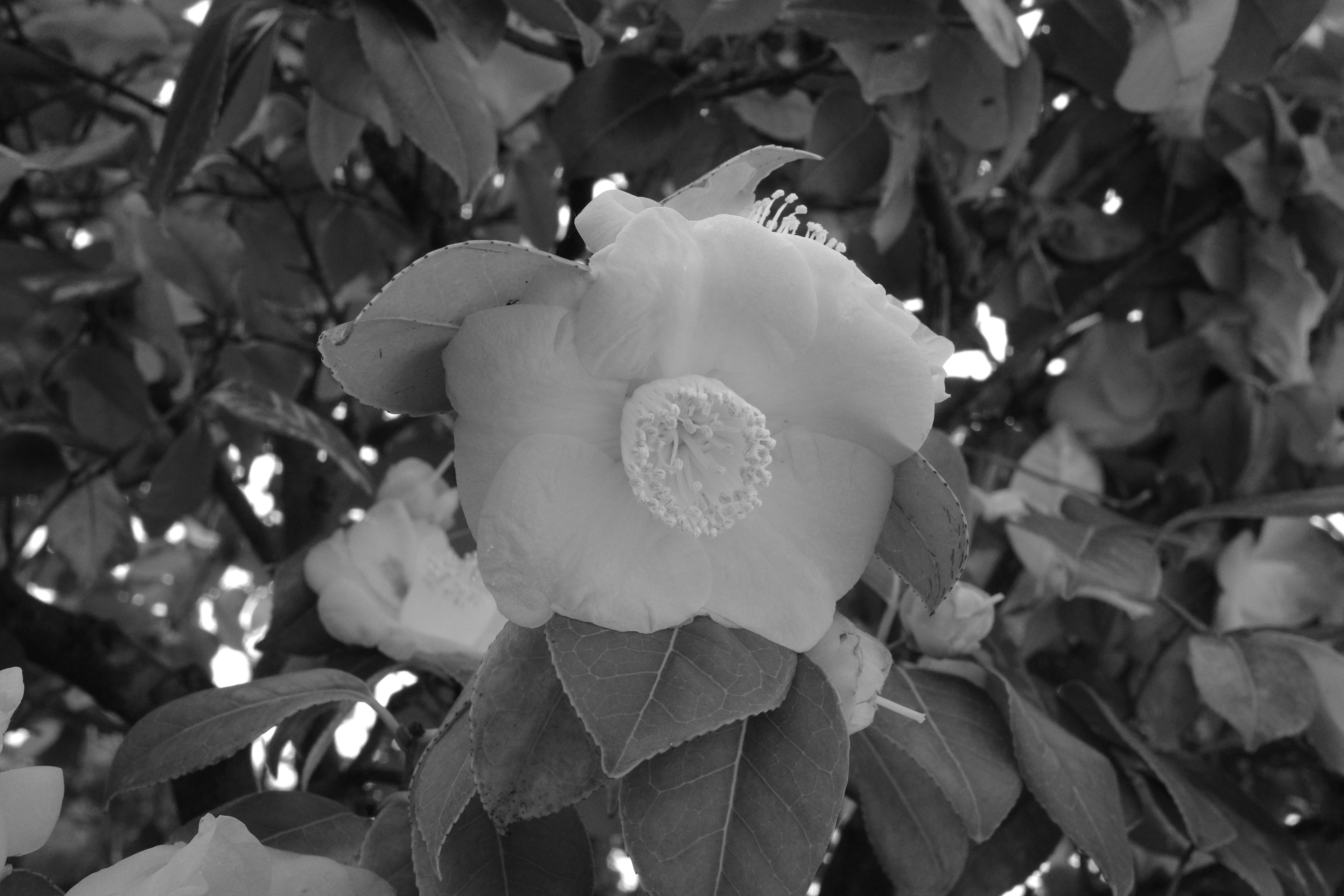 Flor en blanco y negro rodeada de hojas