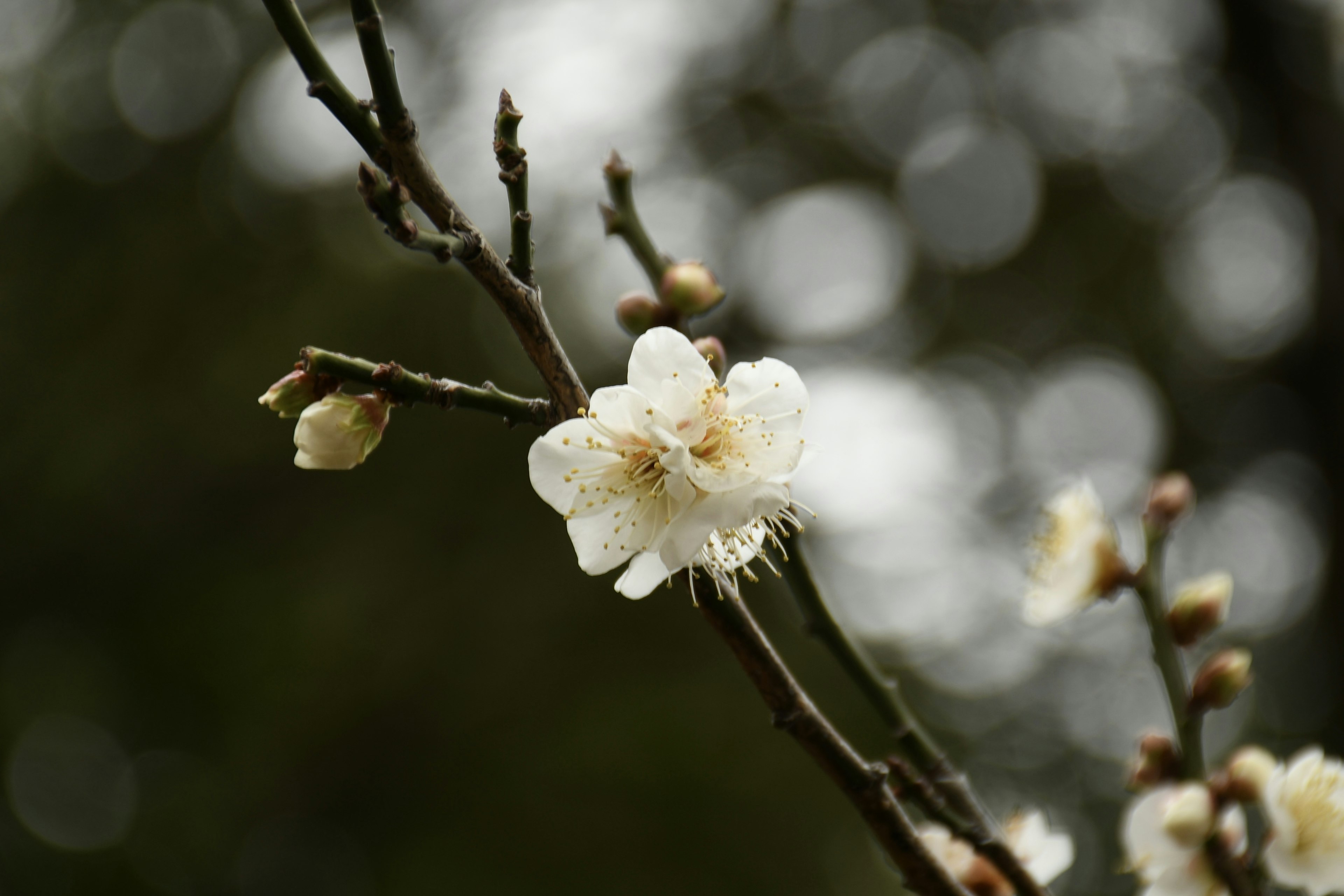 Close-up of a branch with a white flower blooming background is blurred green