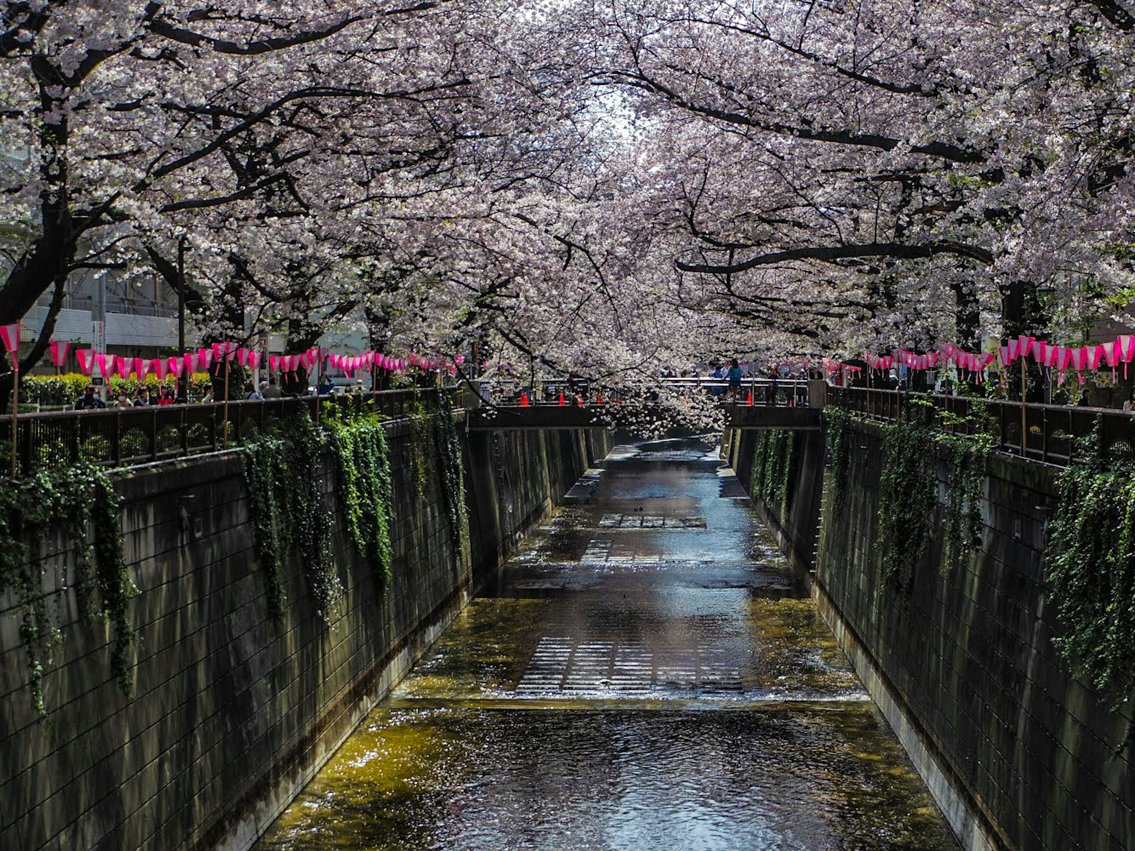 桜の木が満開の川沿いの風景ピンクの提灯が並ぶ