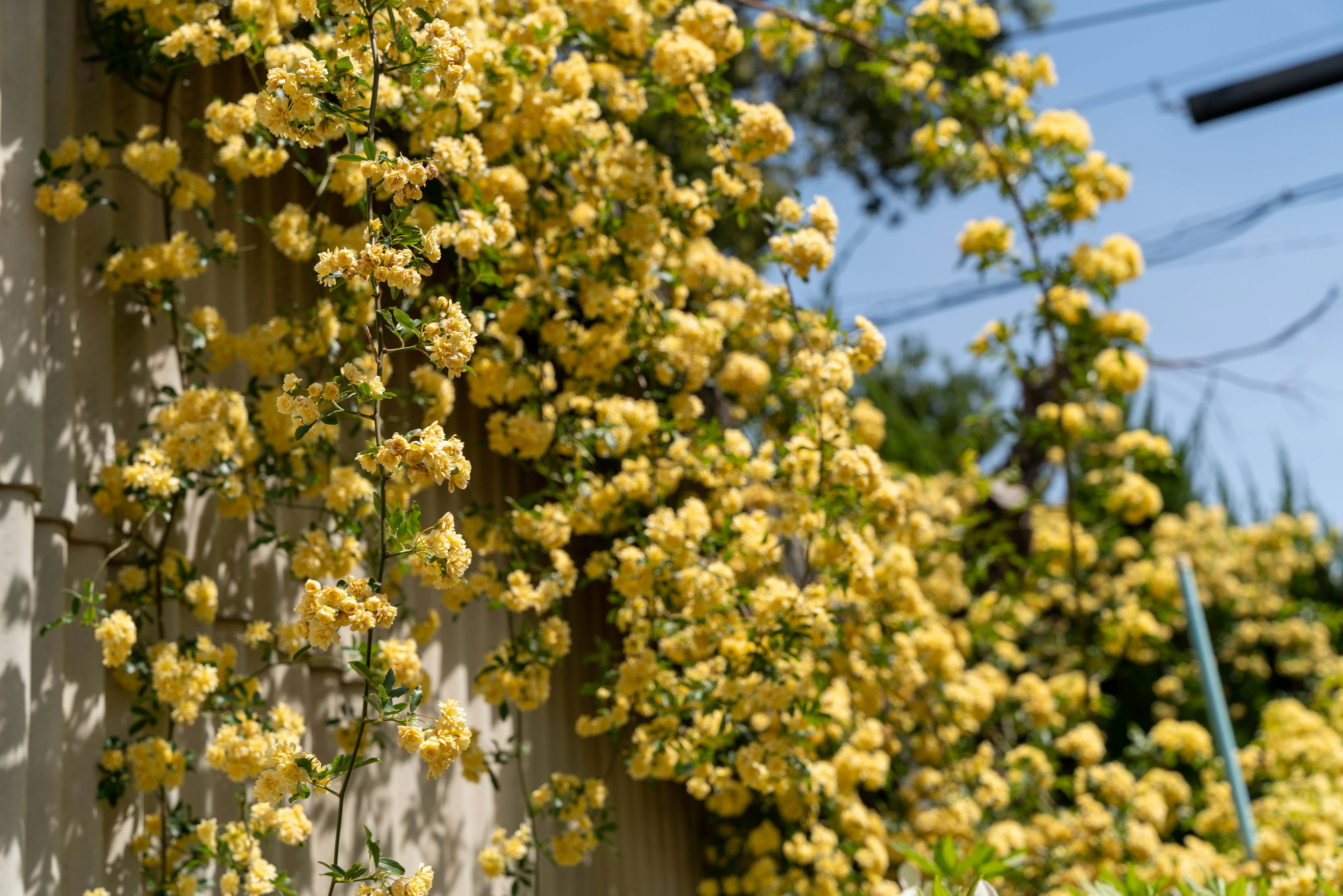 Un affichage vibrant de fleurs jaunes cascade sur un mur