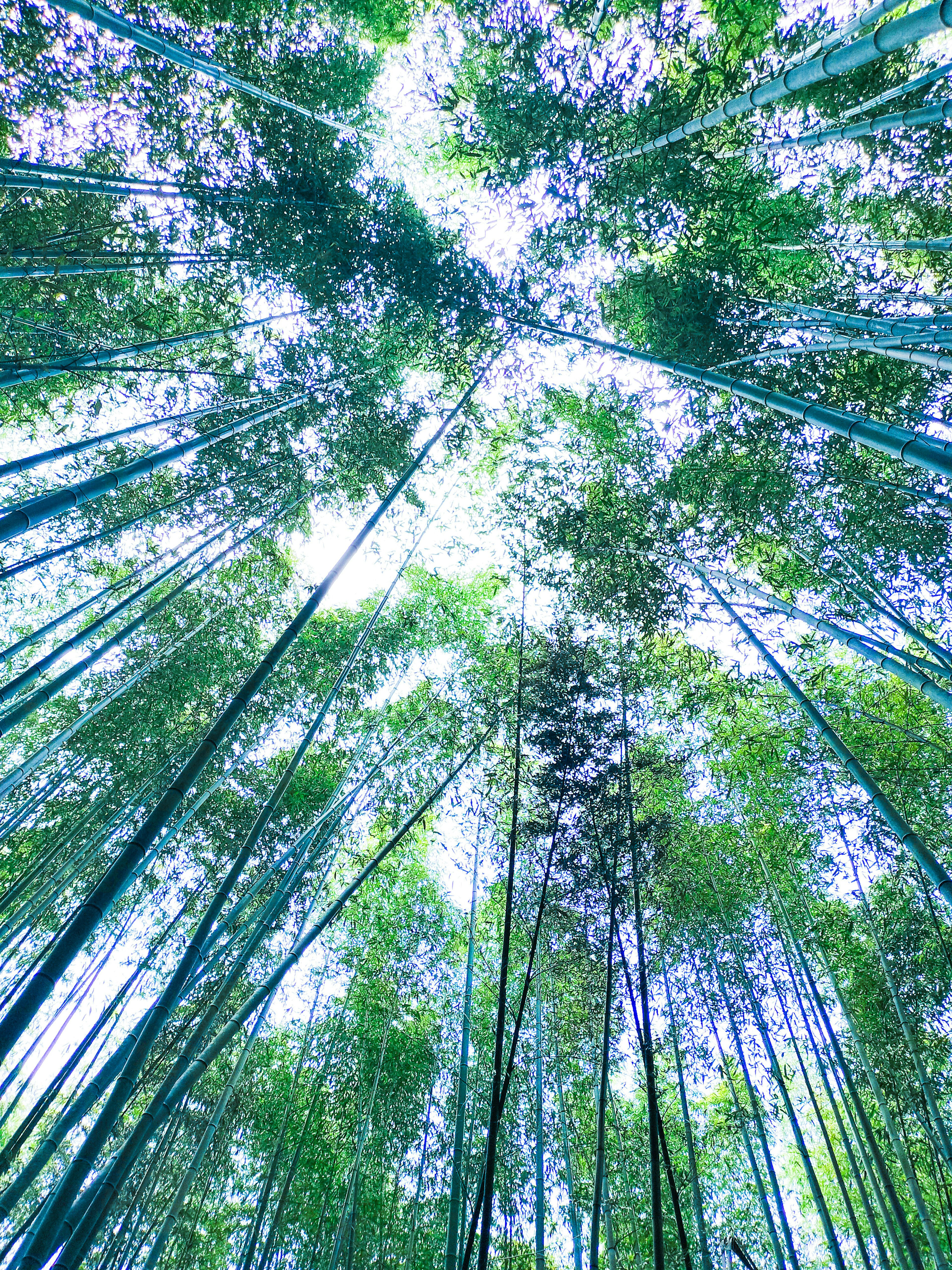 Vista che guarda verso l'alto attraverso una foresta di bambù con bambù verdi e cielo luminoso