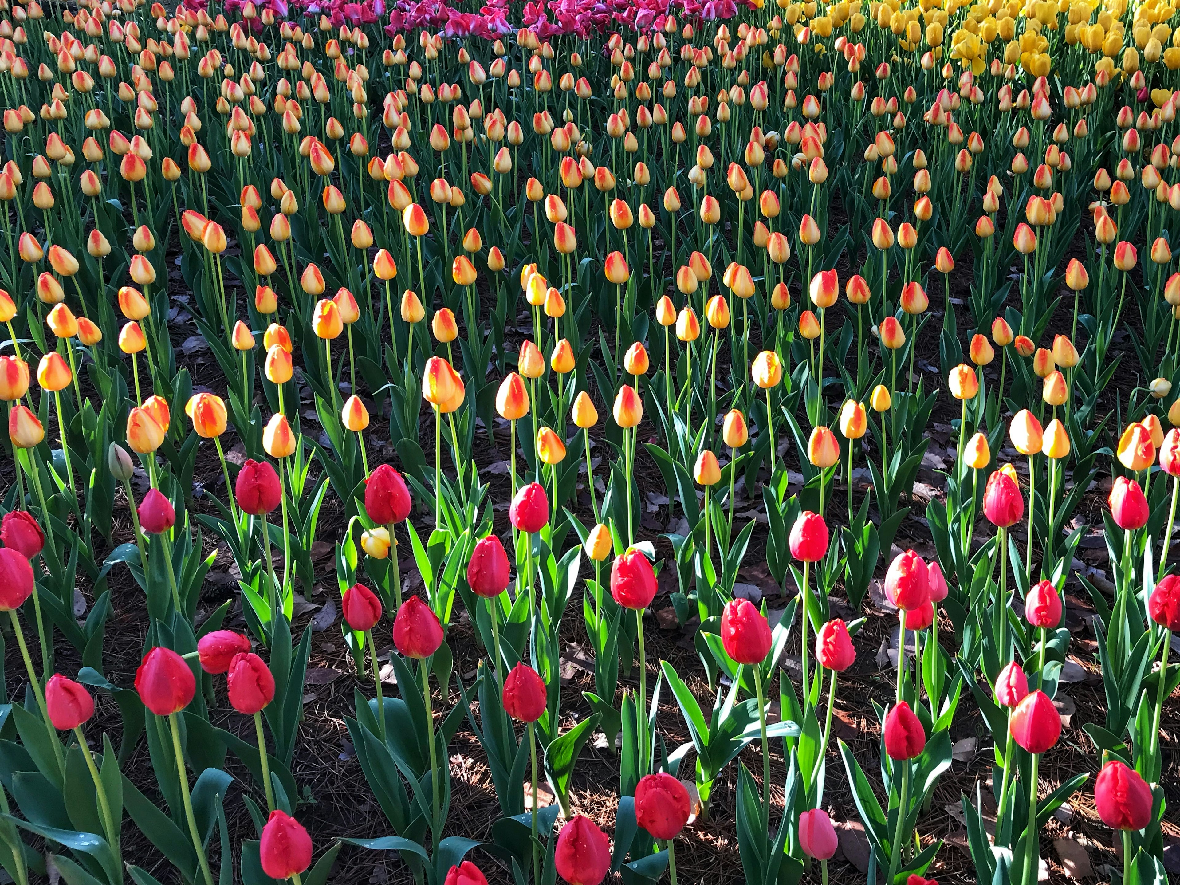 Campo di tulipani vivaci con fiori rossi e gialli