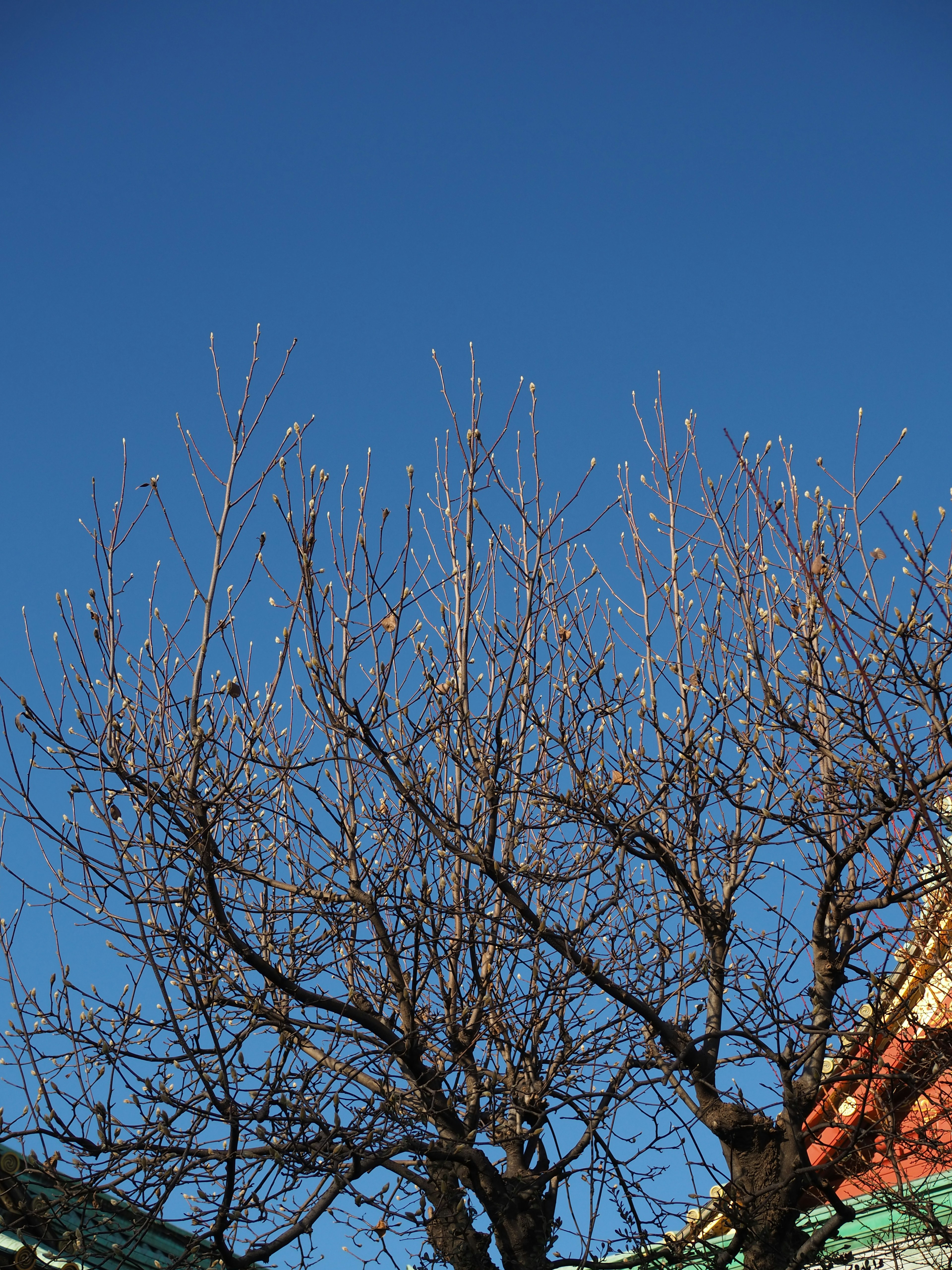 Ein kahler Baum unter einem klaren blauen Himmel