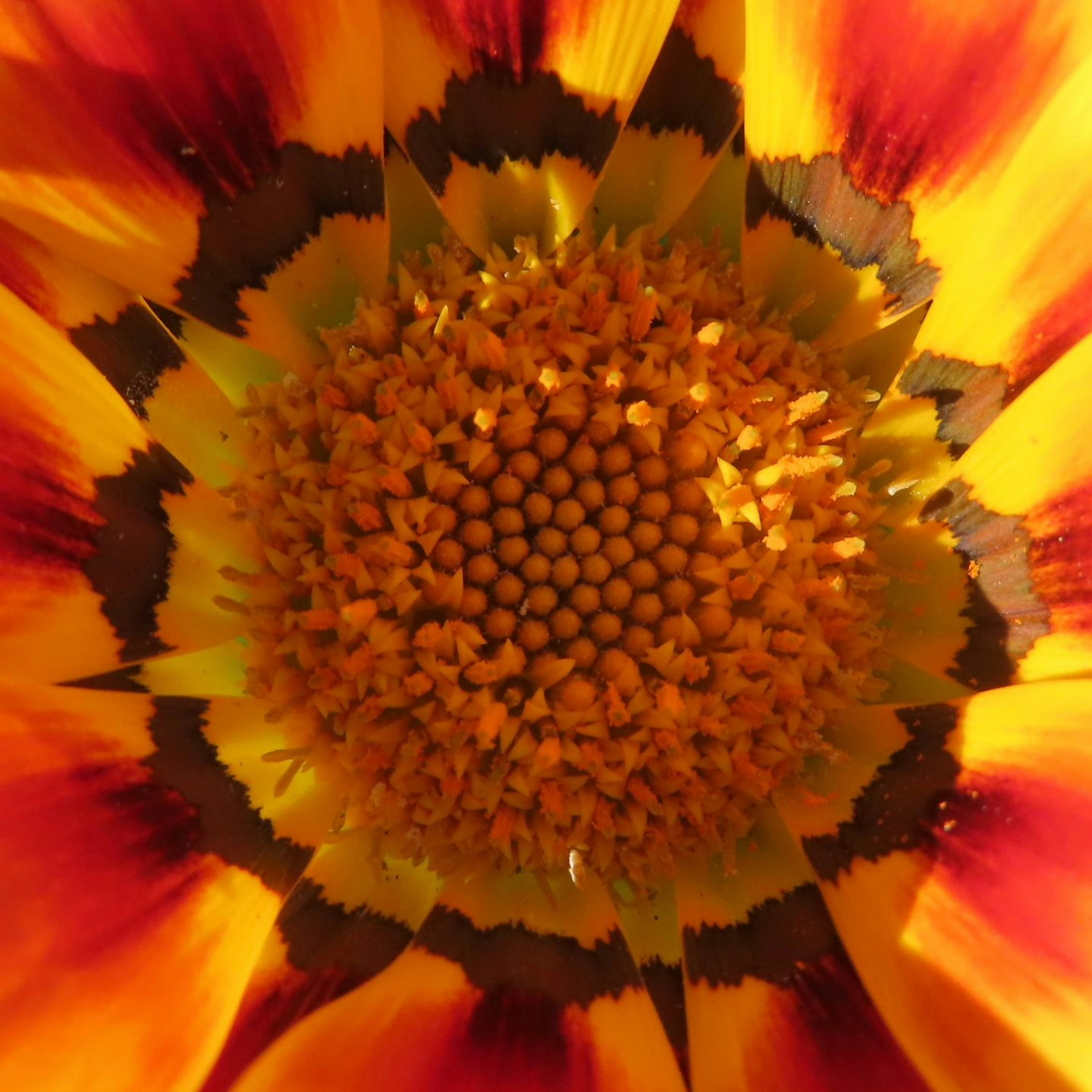 Nahaufnahme des Zentrums einer lebhaften gelben und roten Blume