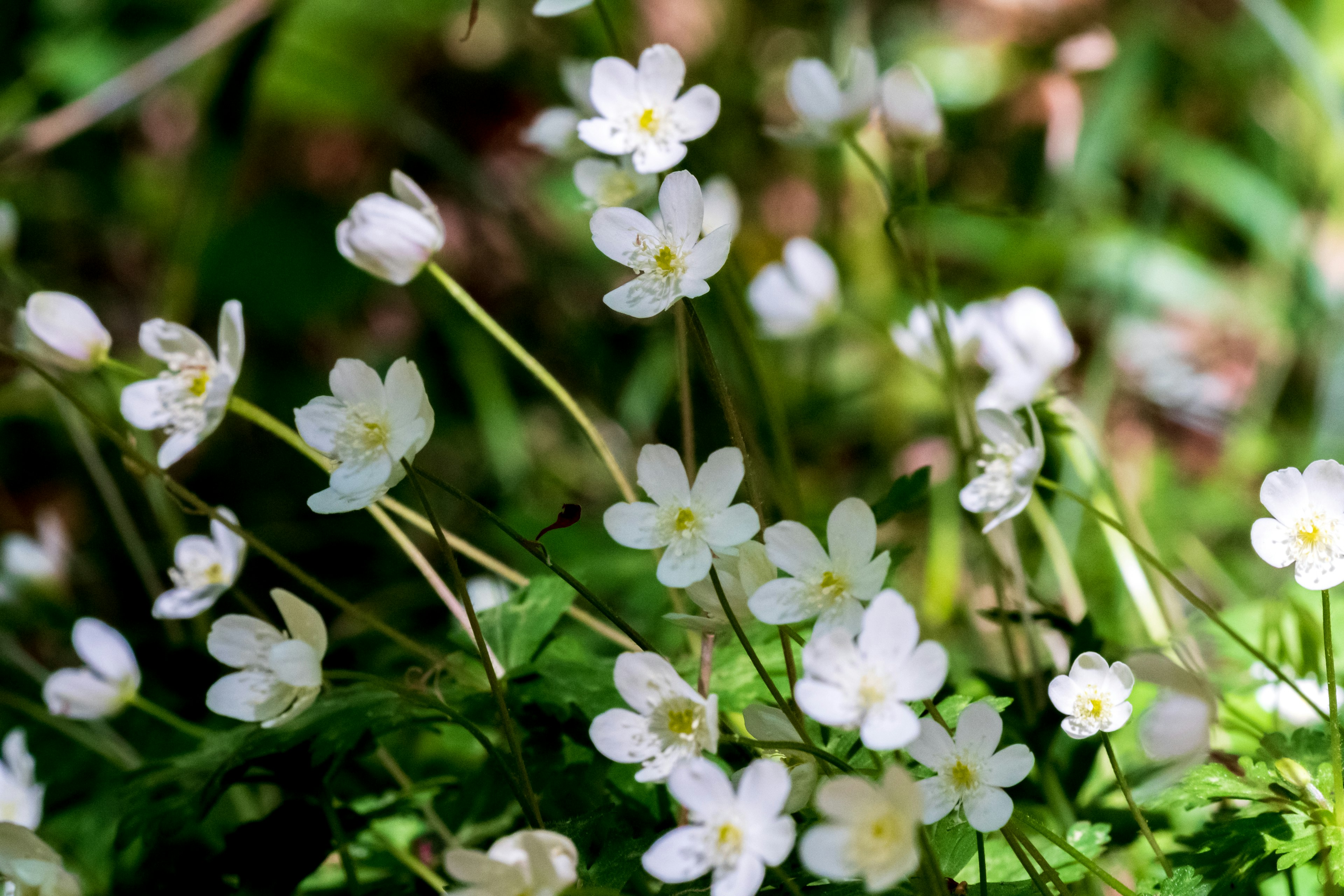 Groupe de petites fleurs blanches sur fond vert