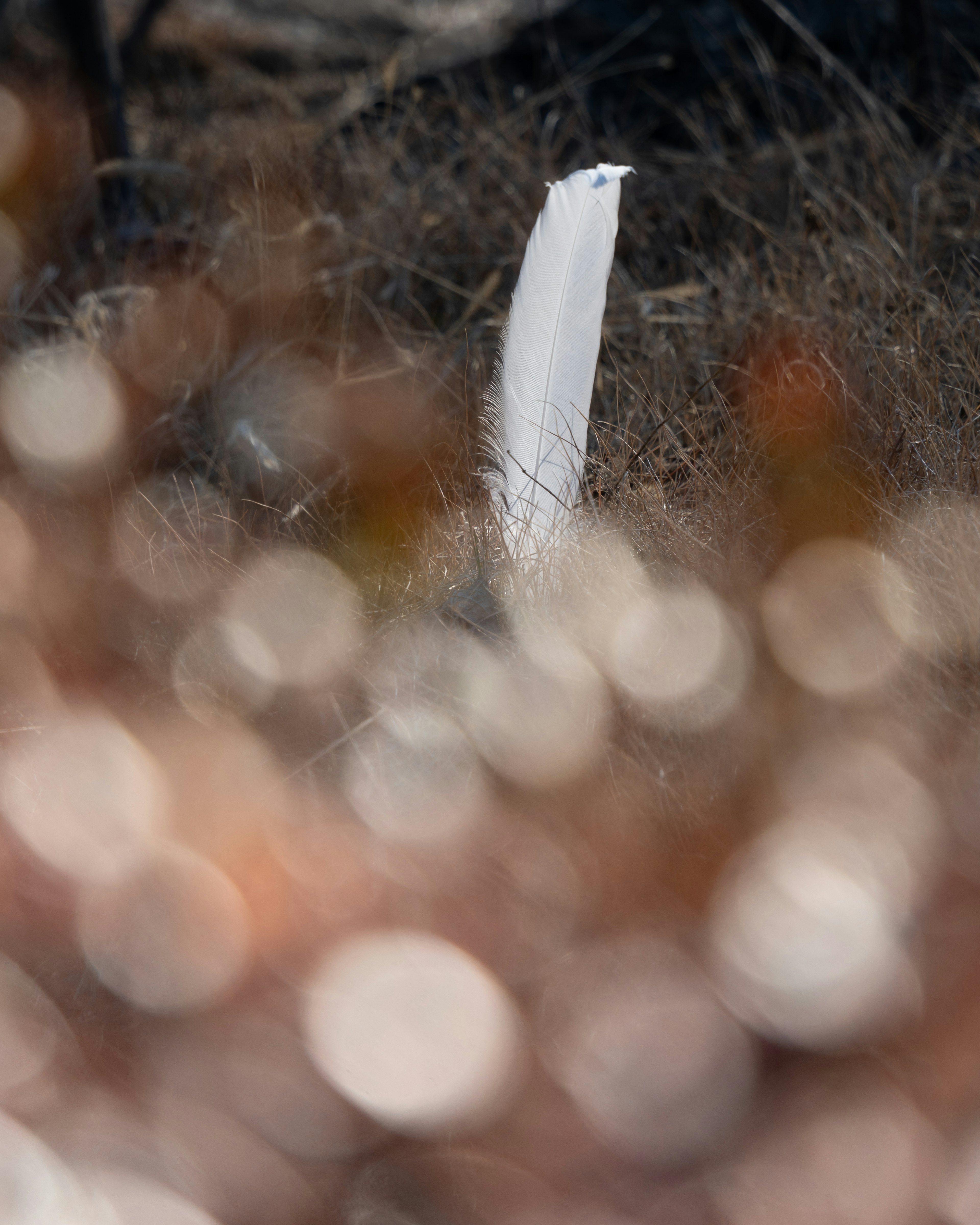 A white feather-like object stands out against a blurred background of colors