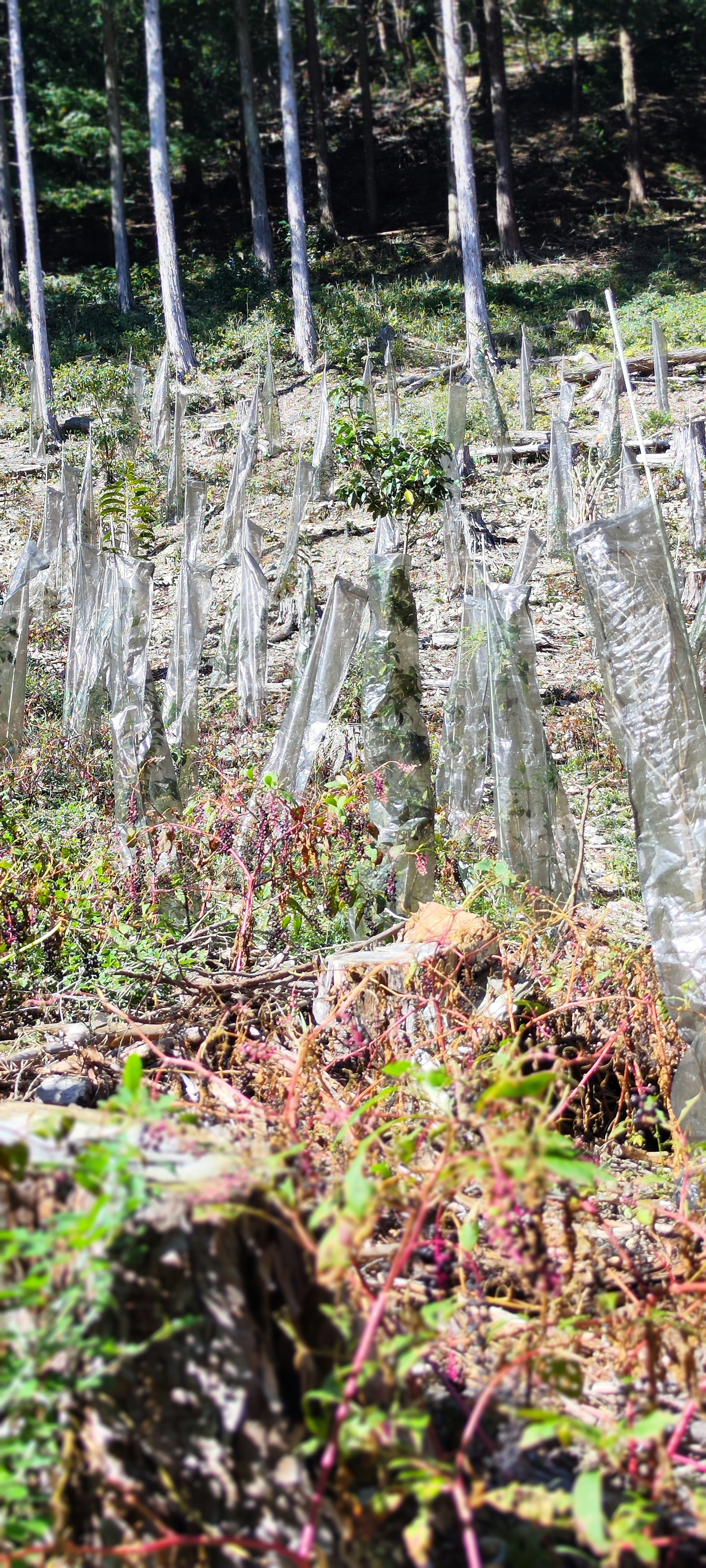 Rock wall with greenery and trees in a natural setting