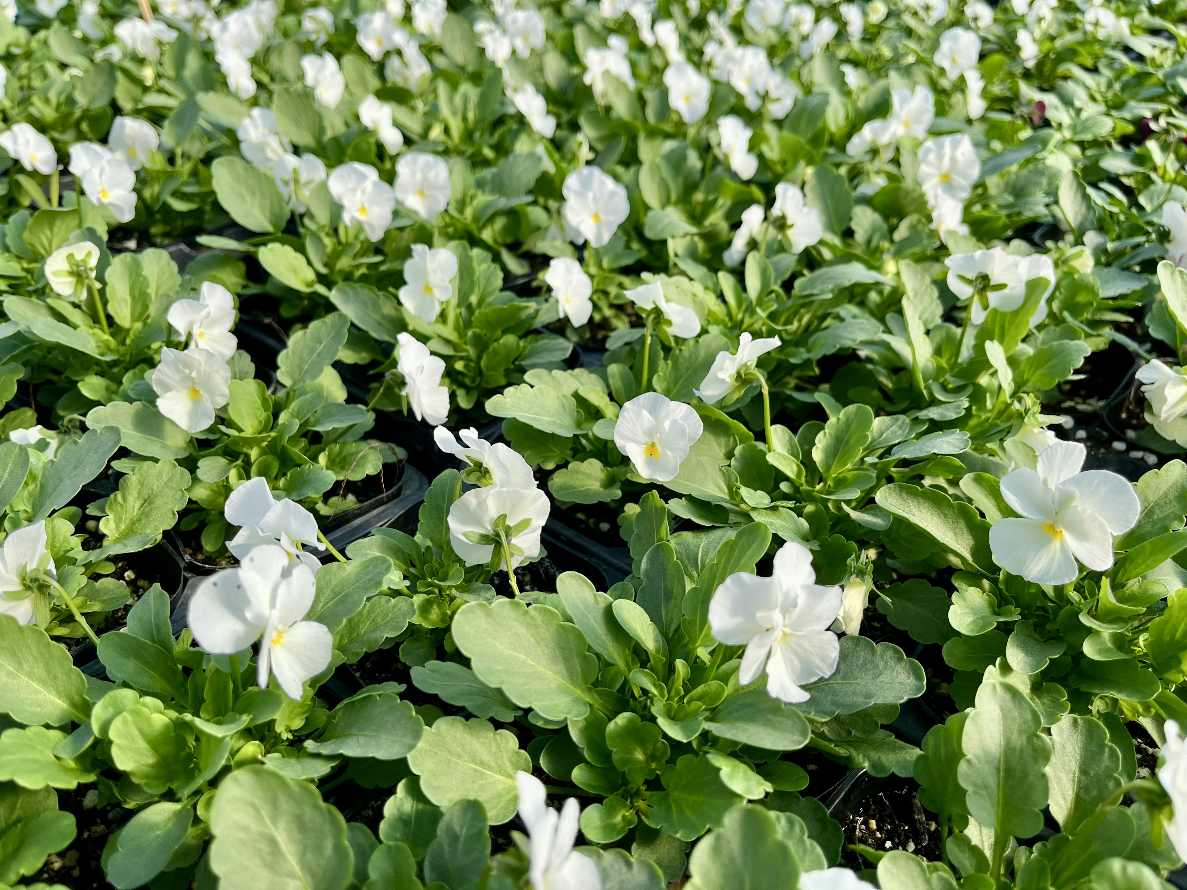 A field of white violets with lush green leaves