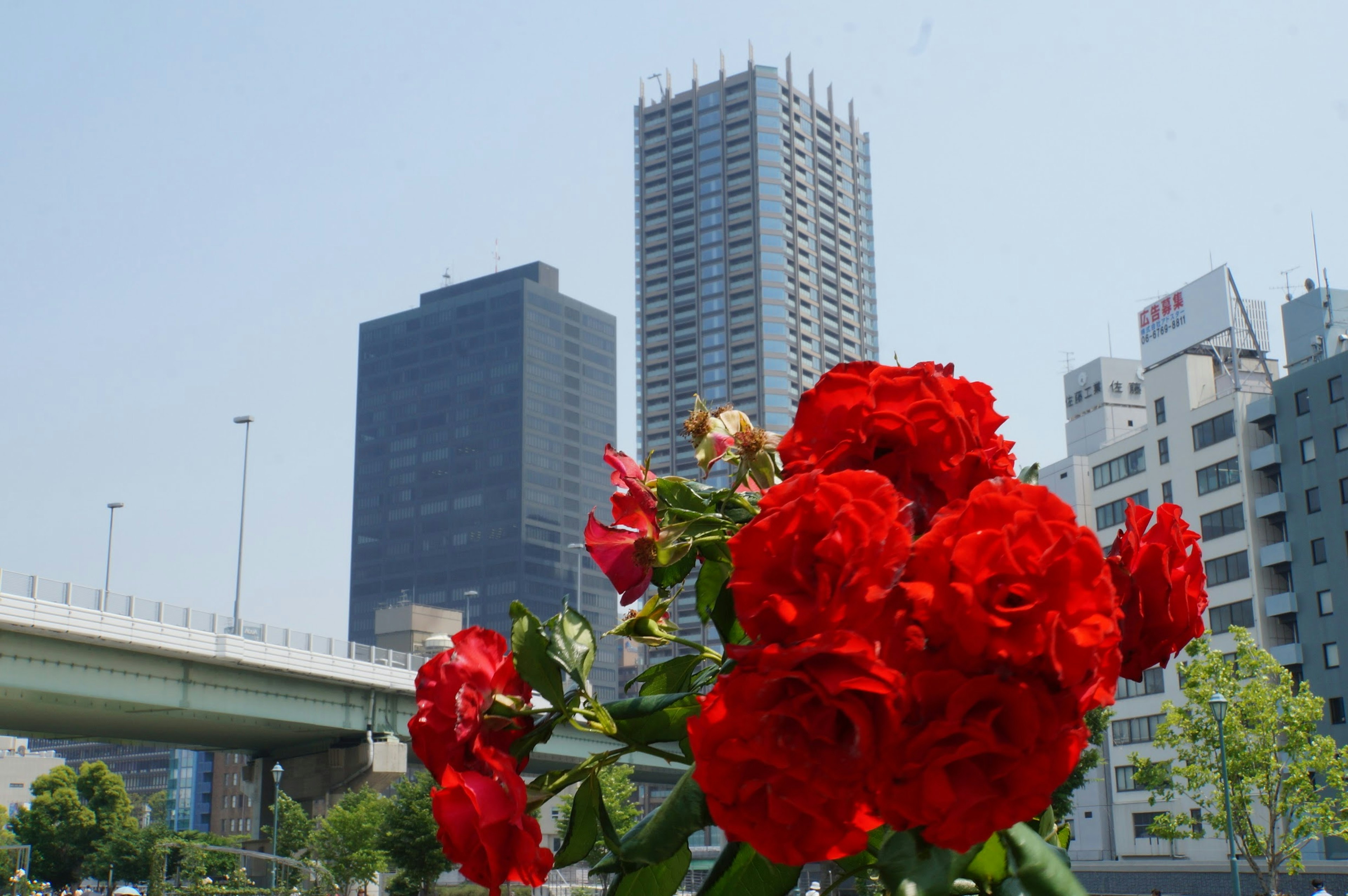 Vibrant red roses in the foreground with modern skyscrapers in the background