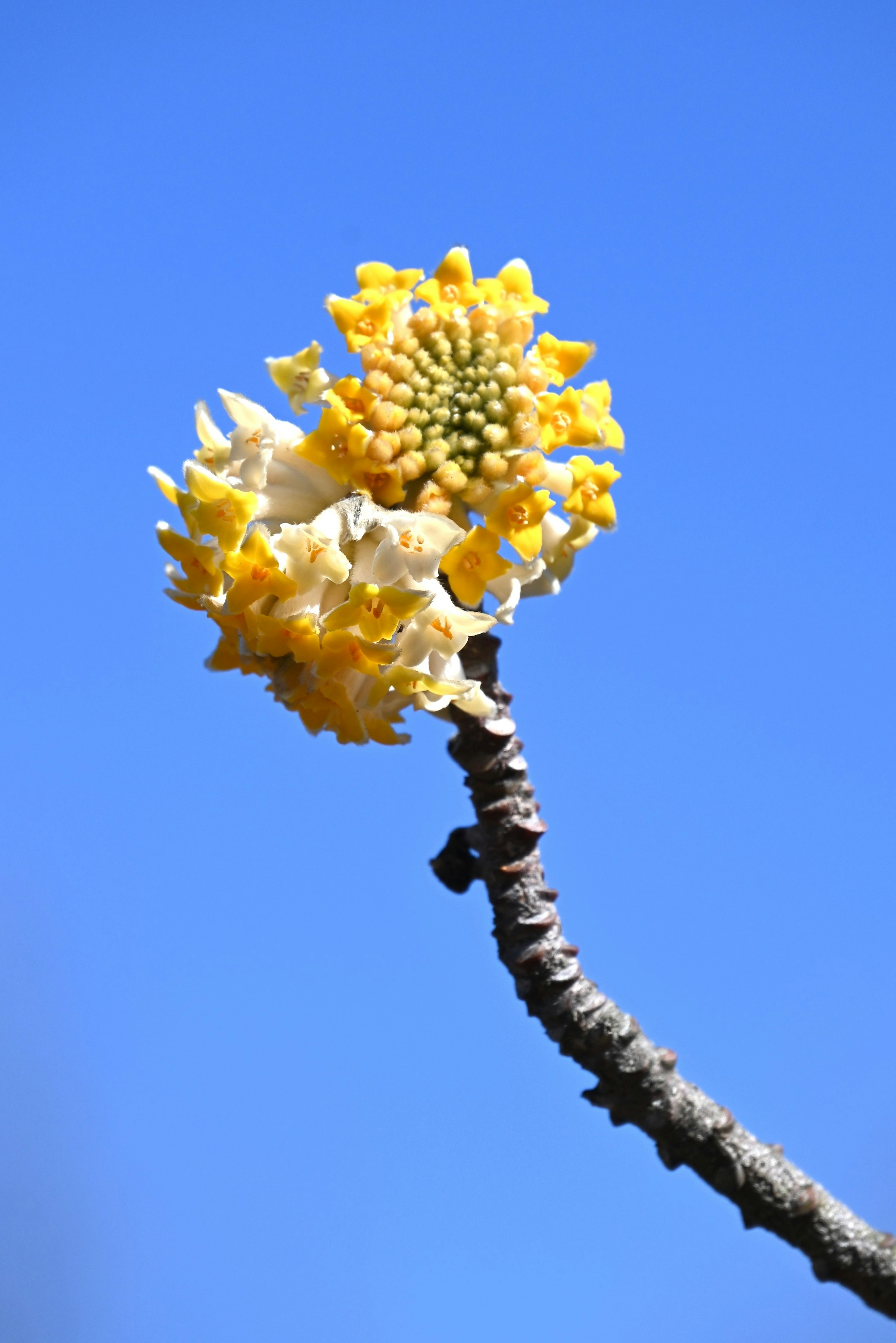 Nahaufnahme von gelben Blumen vor blauem Himmel